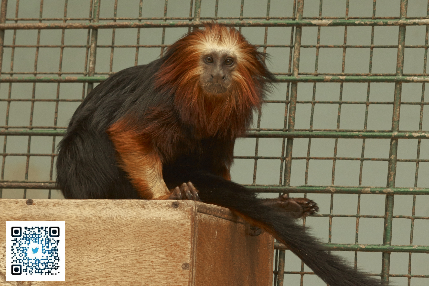 Sony SLT-A77 + Tamron SP AF 90mm F2.8 Di Macro sample photo. La palmyre, france -zoo photography