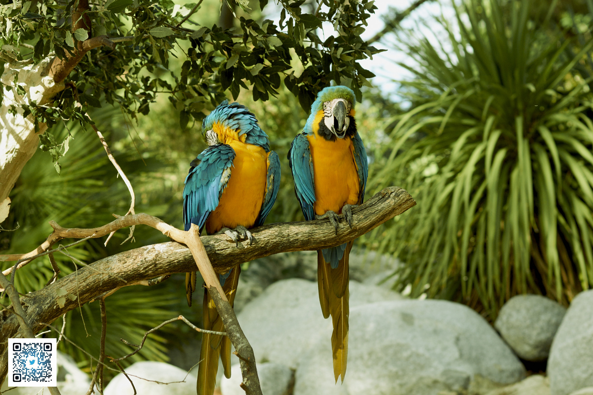 Sony SLT-A77 + Tamron SP AF 90mm F2.8 Di Macro sample photo. La palmyre, france -zoo photography