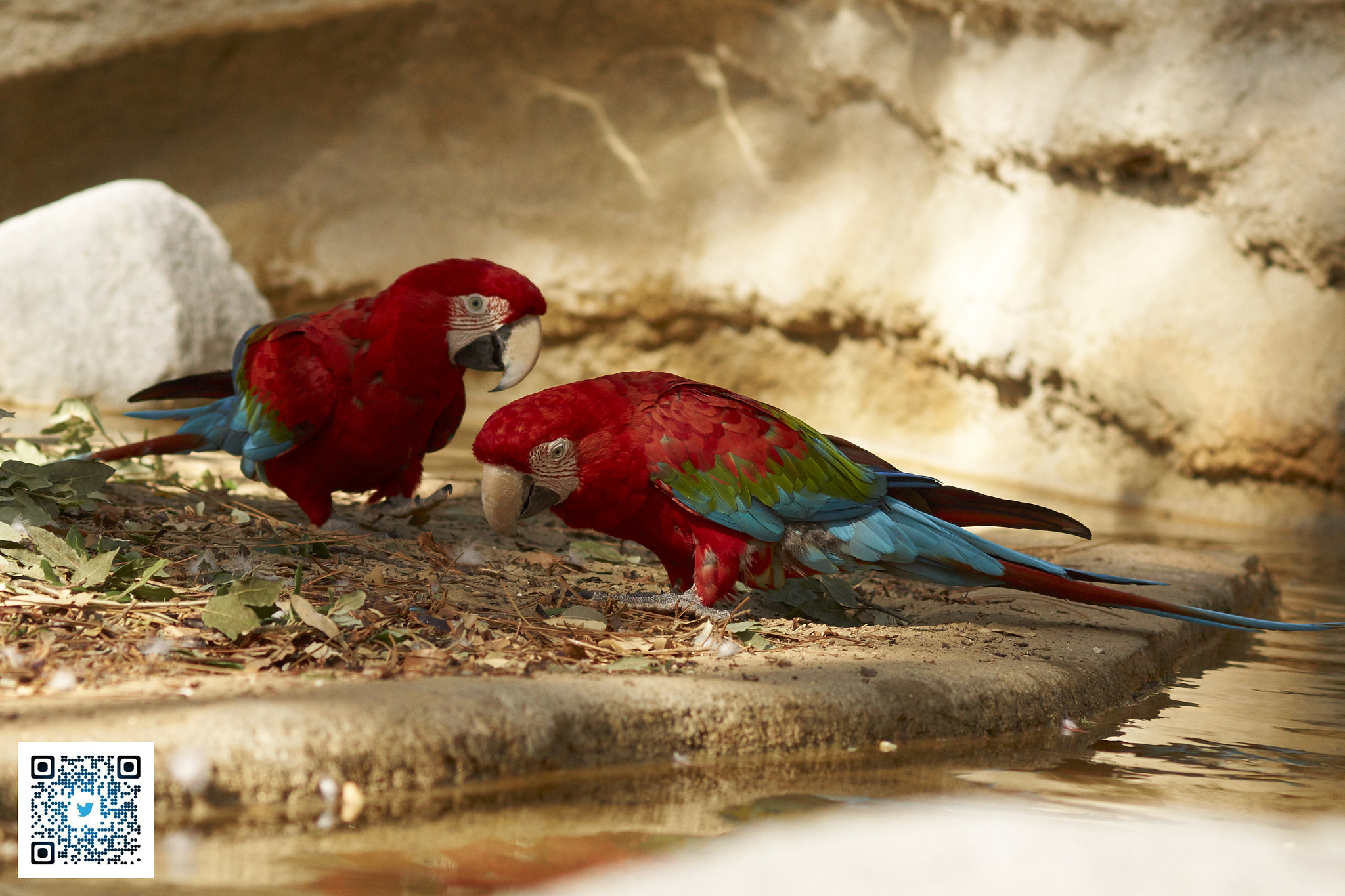 Sony SLT-A77 + Tamron SP AF 90mm F2.8 Di Macro sample photo. La palmyre, france -zoo photography