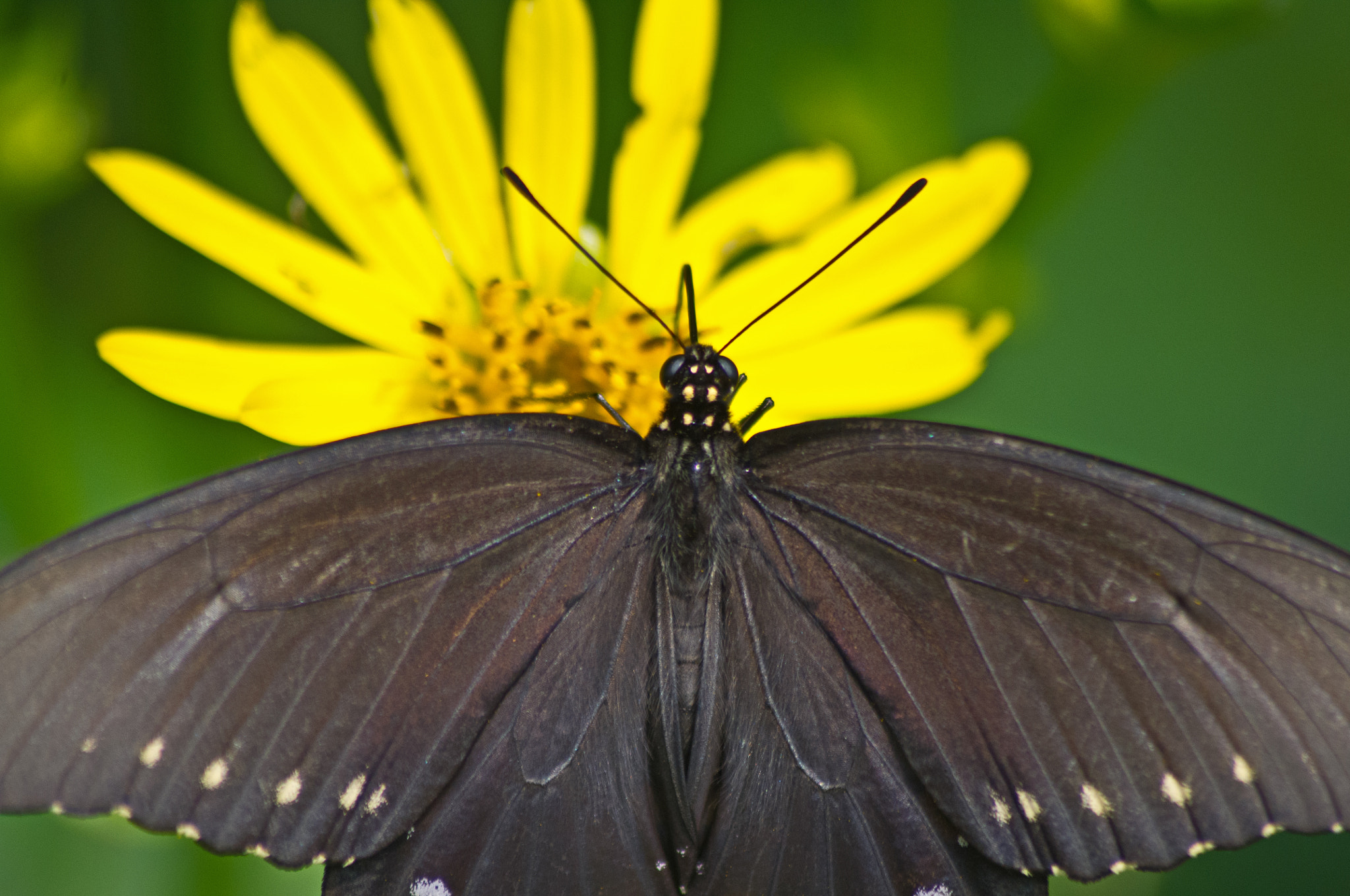 Pentax K-x + Sigma sample photo. A butterfly's view photography