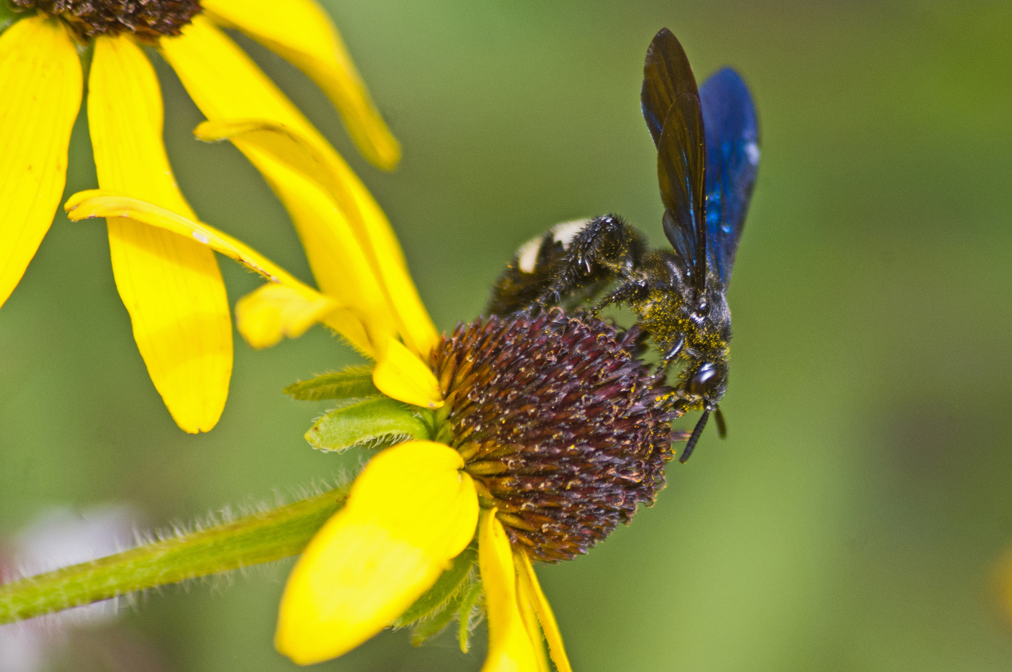 Pentax K-x sample photo. Covered in pollen photography