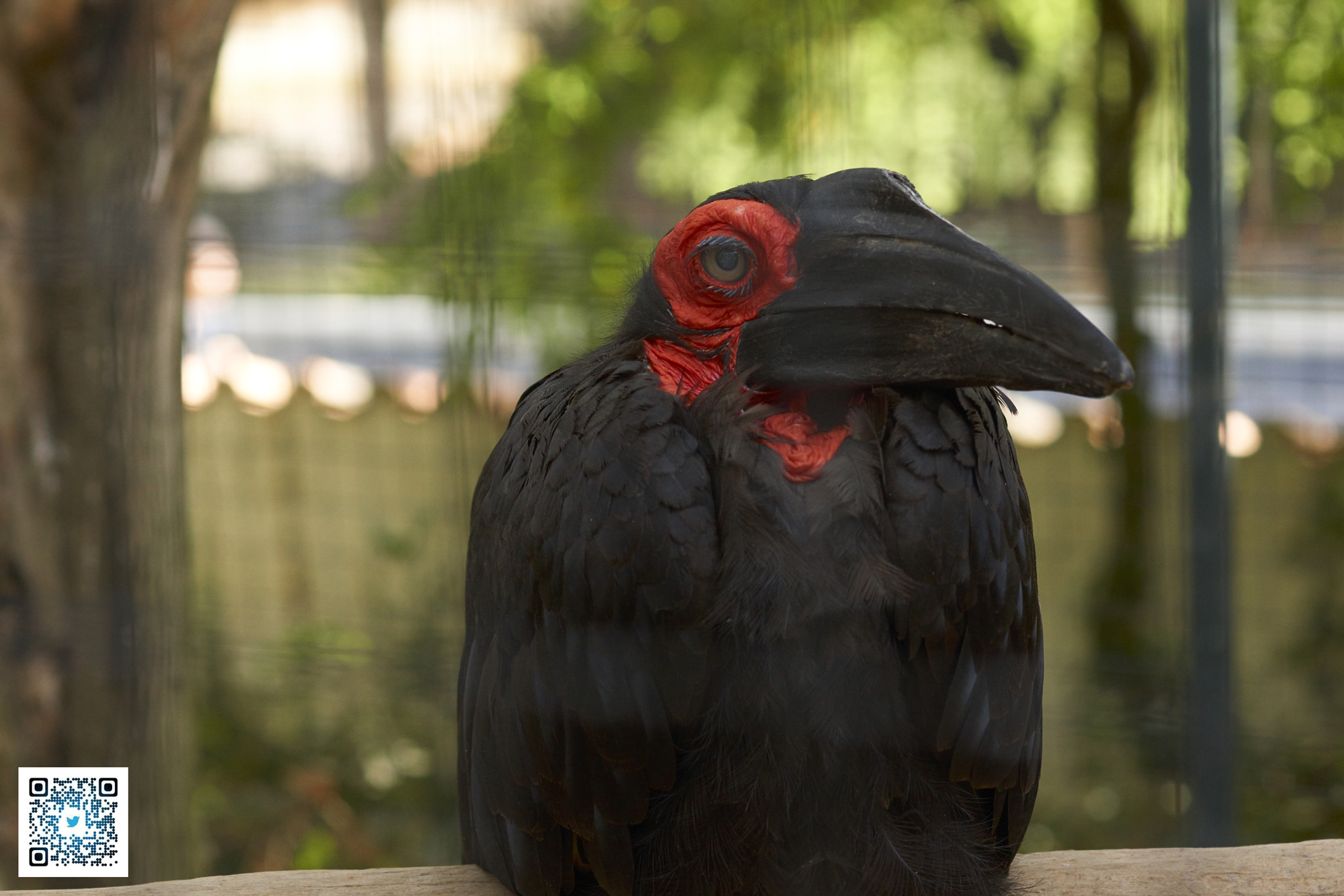 Sony SLT-A77 + Tamron SP AF 90mm F2.8 Di Macro sample photo. La palmyre, france -zoo photography