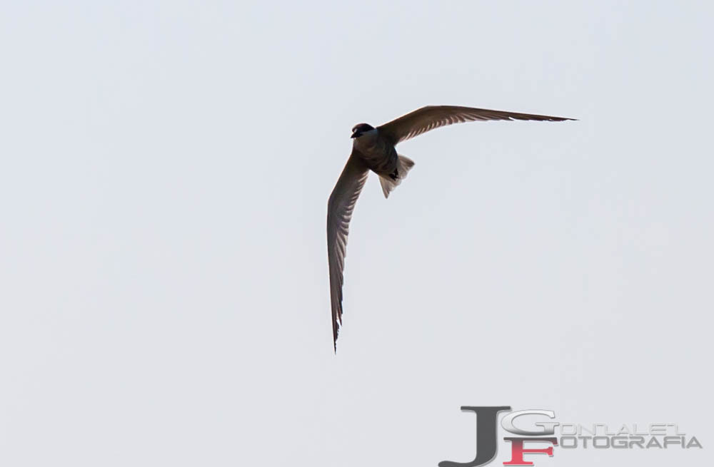 Sigma 150-500mm F5-6.3 DG OS HSM sample photo. El vuelo photography