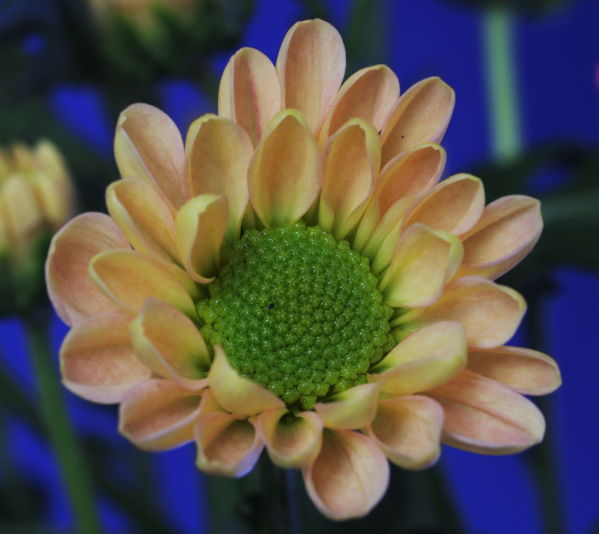 Pentax smc D-FA 50mm F2.8 Macro sample photo