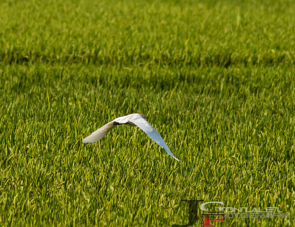 Sigma 150-500mm F5-6.3 DG OS HSM sample photo. _mg_8190.jpg photography
