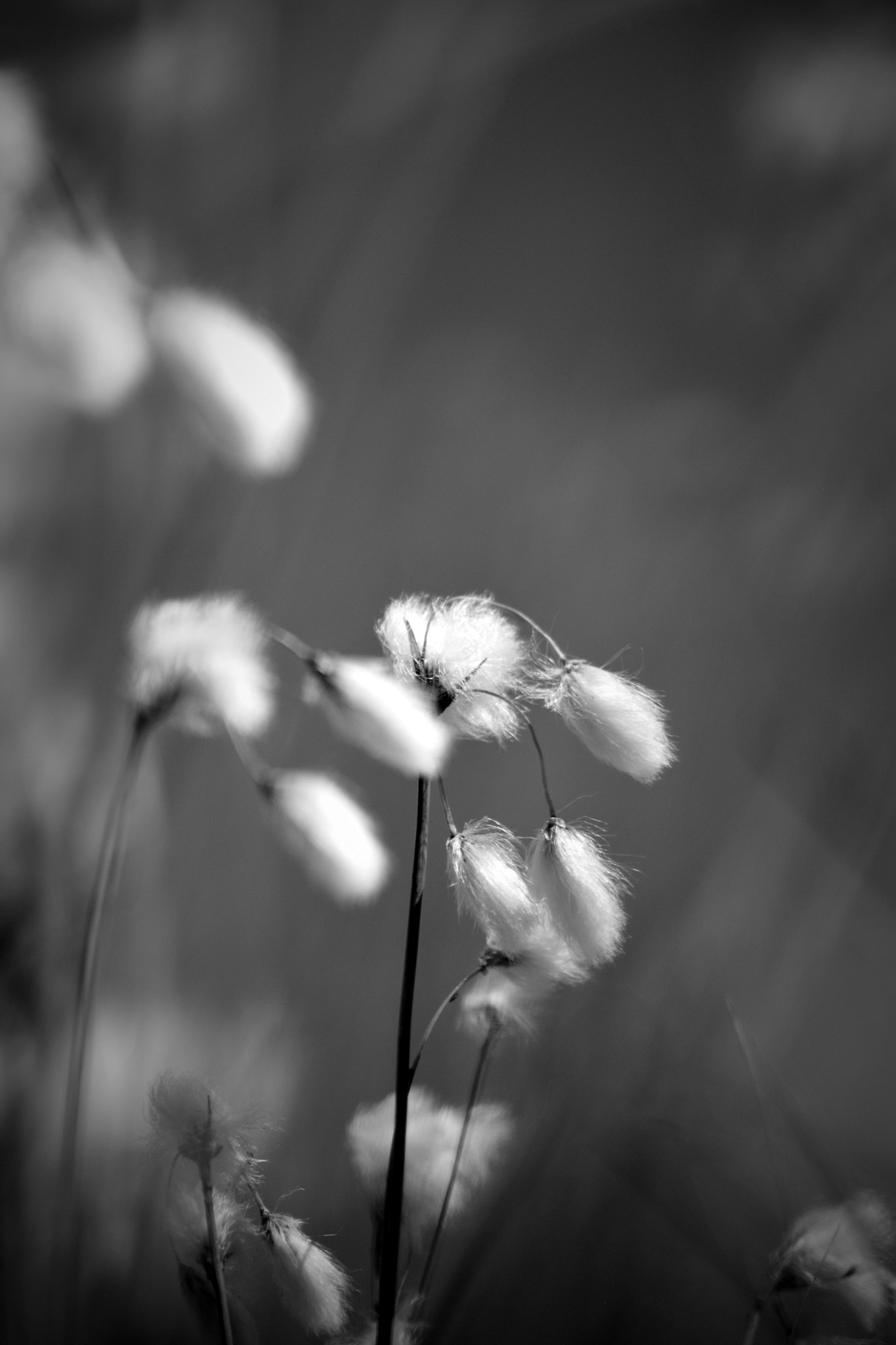 Nikon AF-S Micro-Nikkor 60mm F2.8G ED sample photo. Flower field black 'n white photography