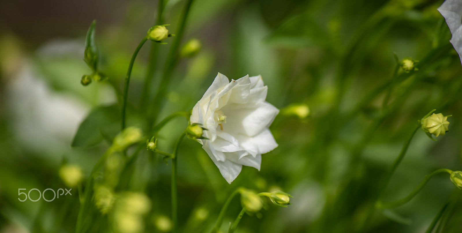 Canon EOS 7D Mark II + Canon EF-S 55-250mm F4-5.6 IS sample photo. White flower photography