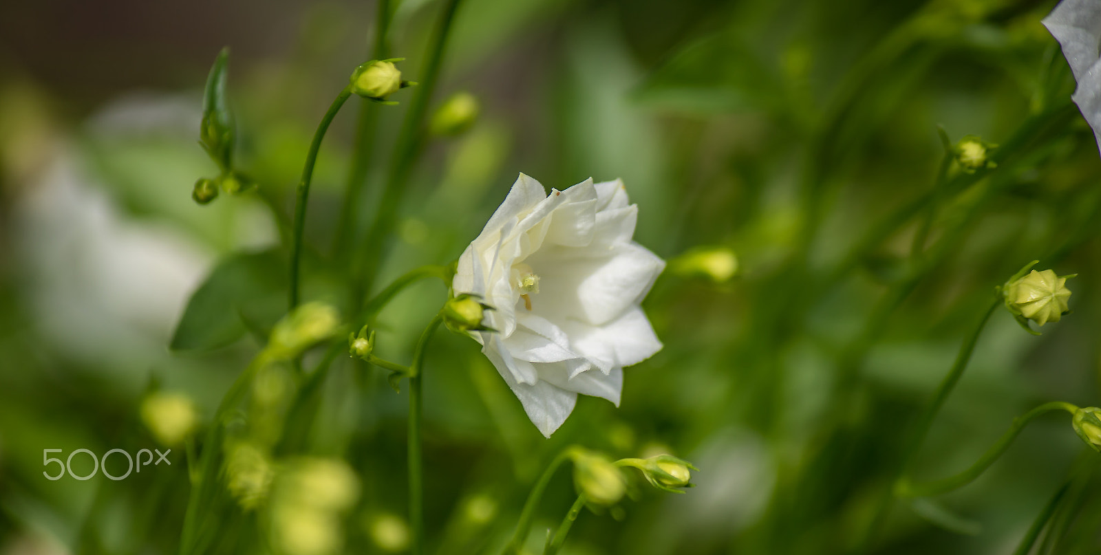 Canon EF-S 55-250mm F4-5.6 IS sample photo. White flower photography