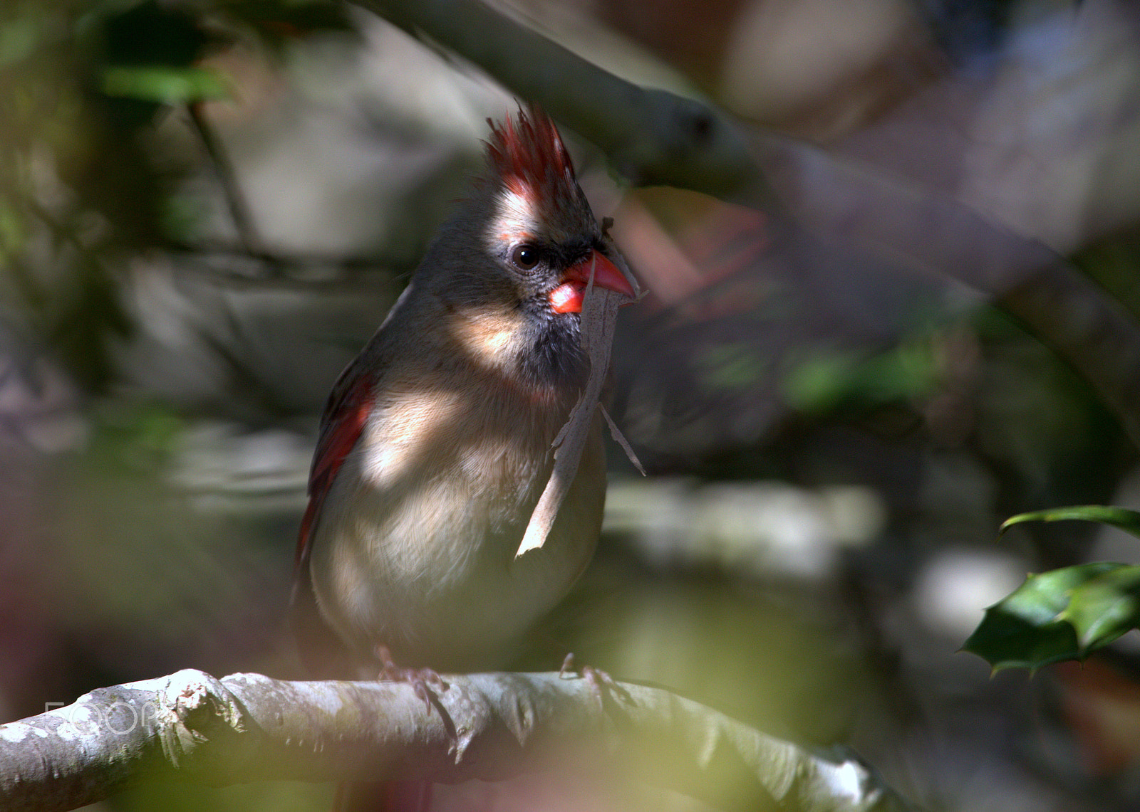 Canon EOS 7D Mark II + Canon EF 100-400mm F4.5-5.6L IS USM sample photo. Bal photography