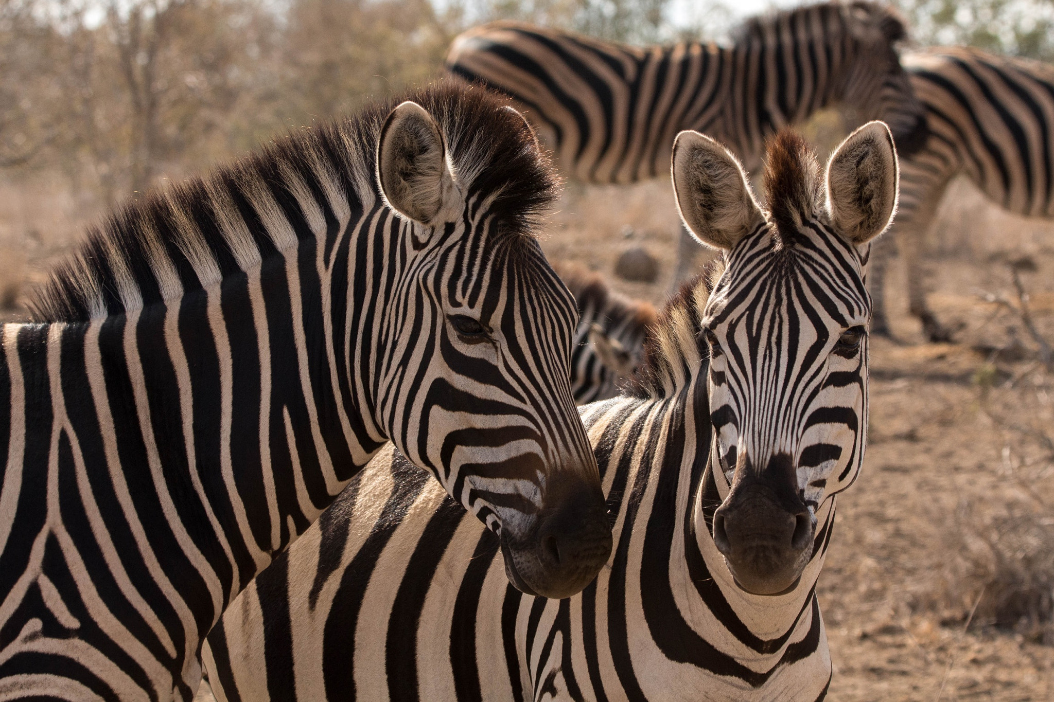 Tamron SP 150-600mm F5-6.3 Di VC USD sample photo. Zebra photography