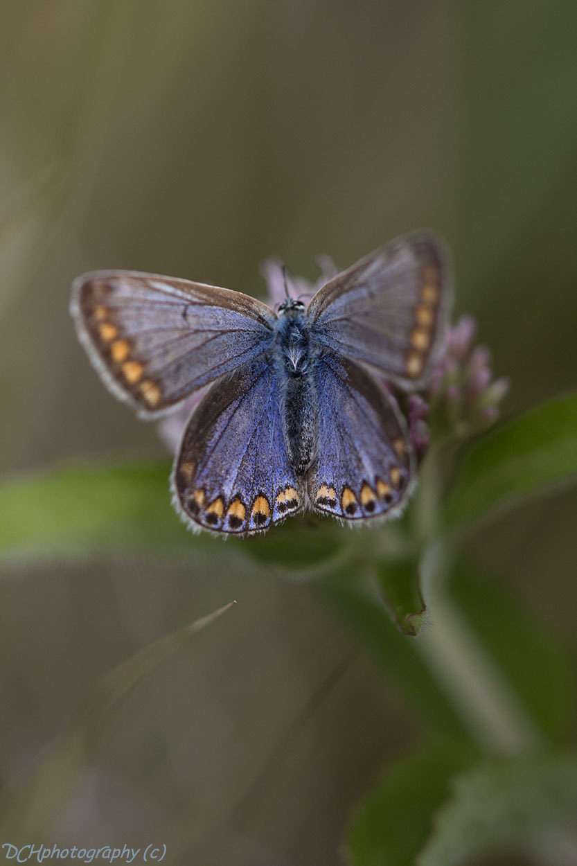 Canon EF 100mm F2.8L Macro IS USM sample photo. Common blue photography