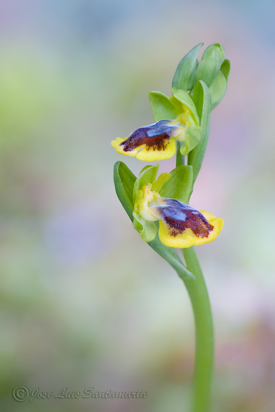 Nikon D300S sample photo. Ophrys lutea photography