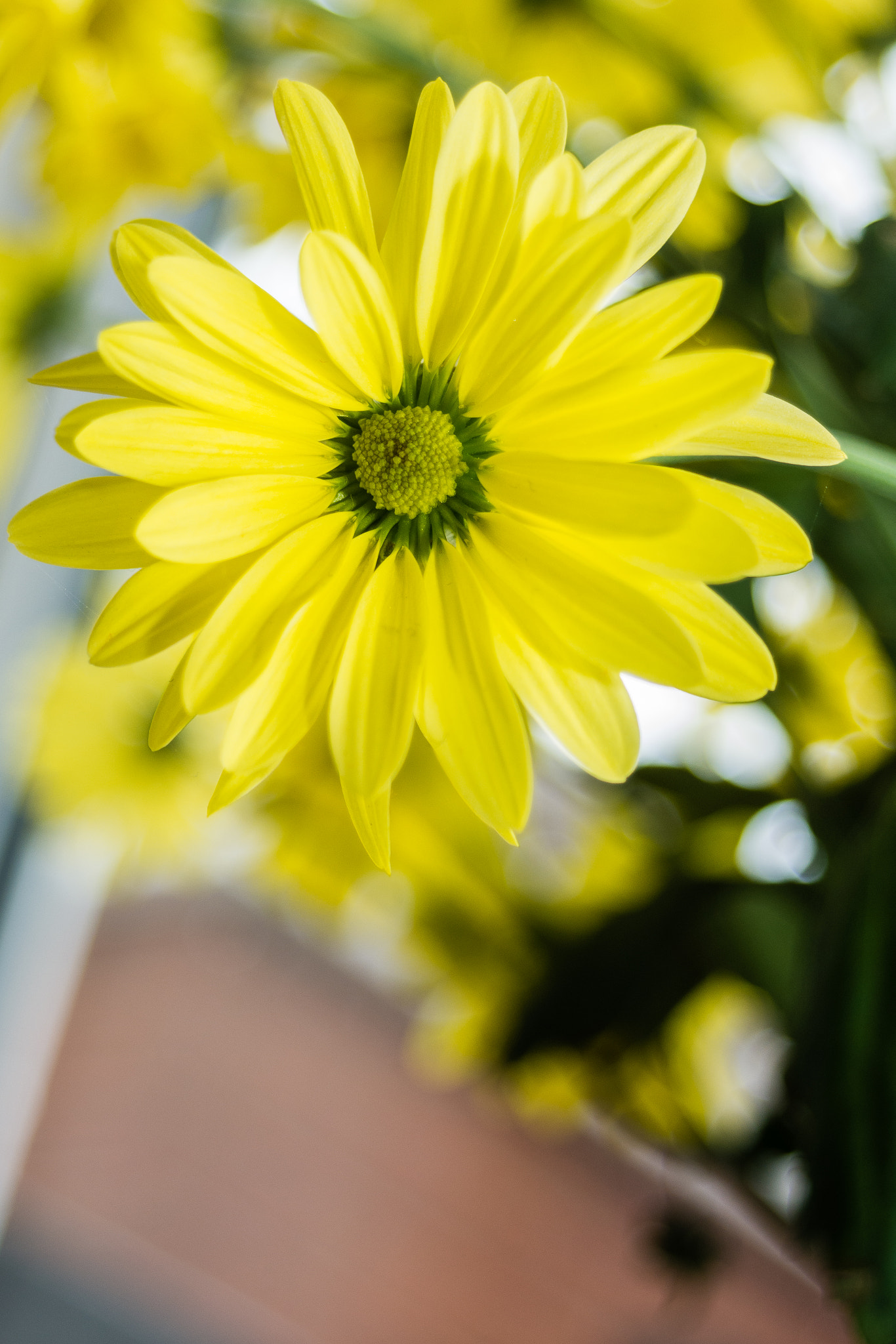 AF Zoom-Nikkor 35-80mm f/4-5.6D N sample photo. One flower from the dying vase photography