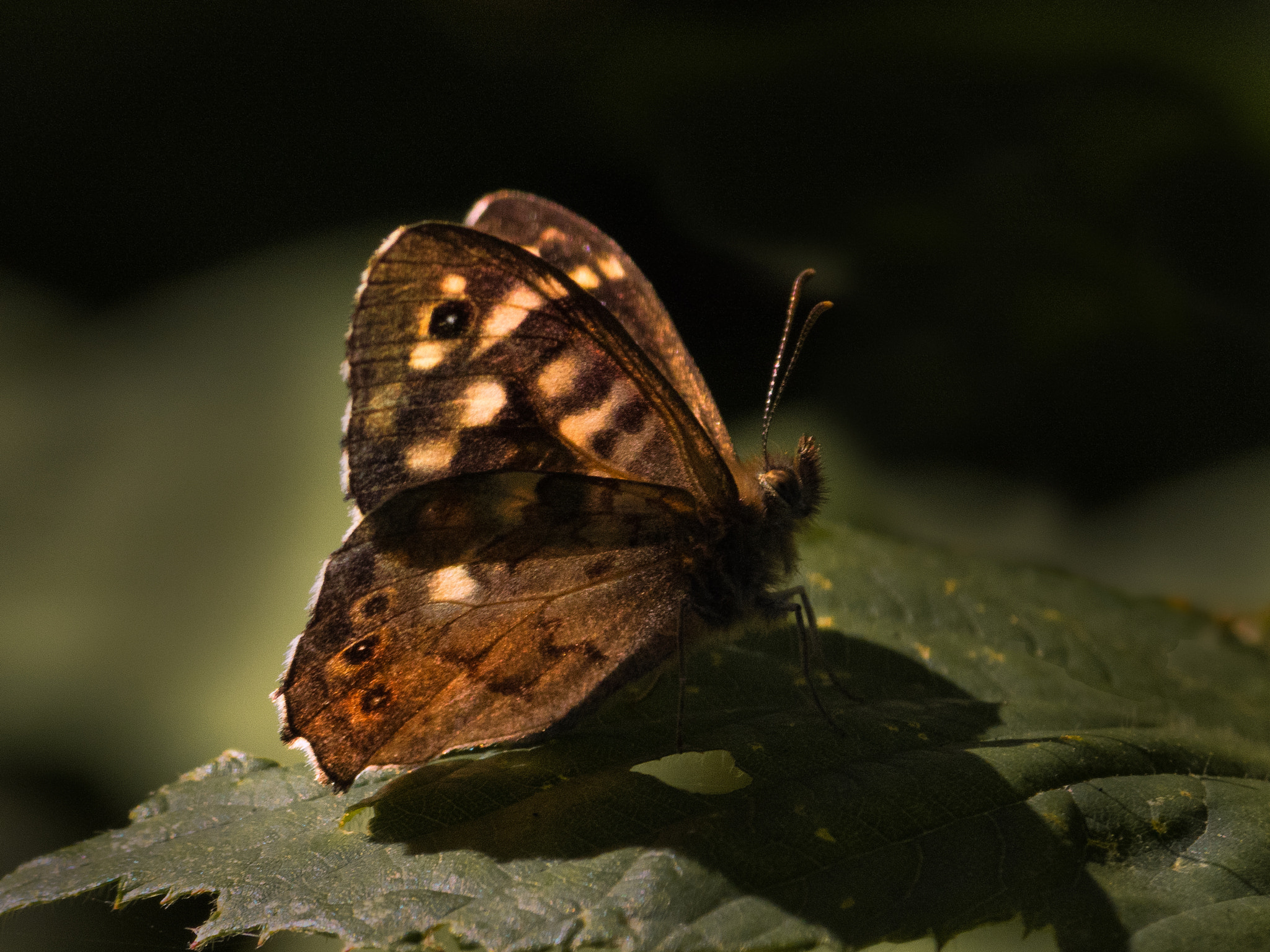 Panasonic Lumix DMC-GX8 sample photo. Speckled wood butterfly photography
