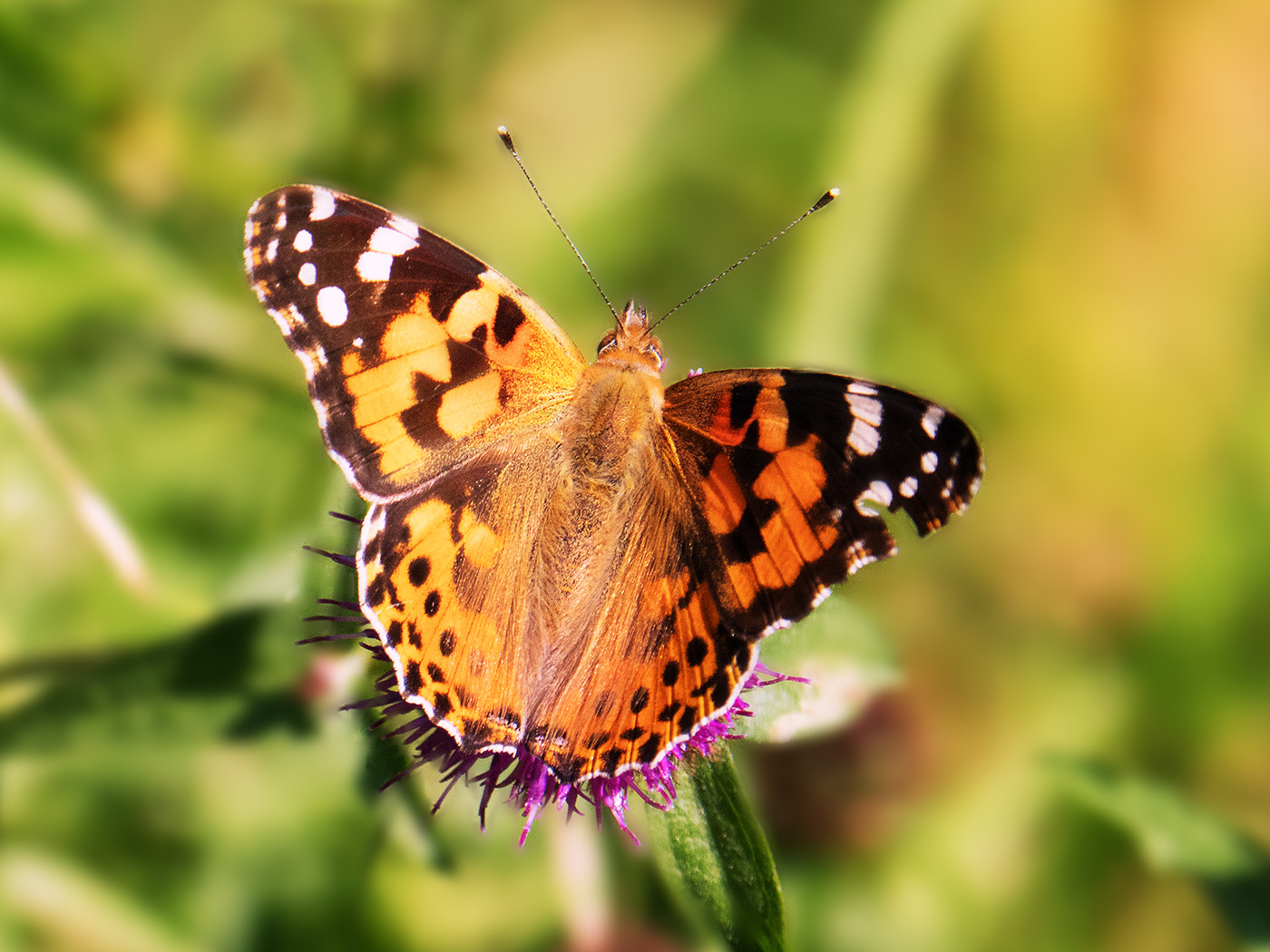 Panasonic Lumix DMC-GX8 sample photo. Painted lady photography