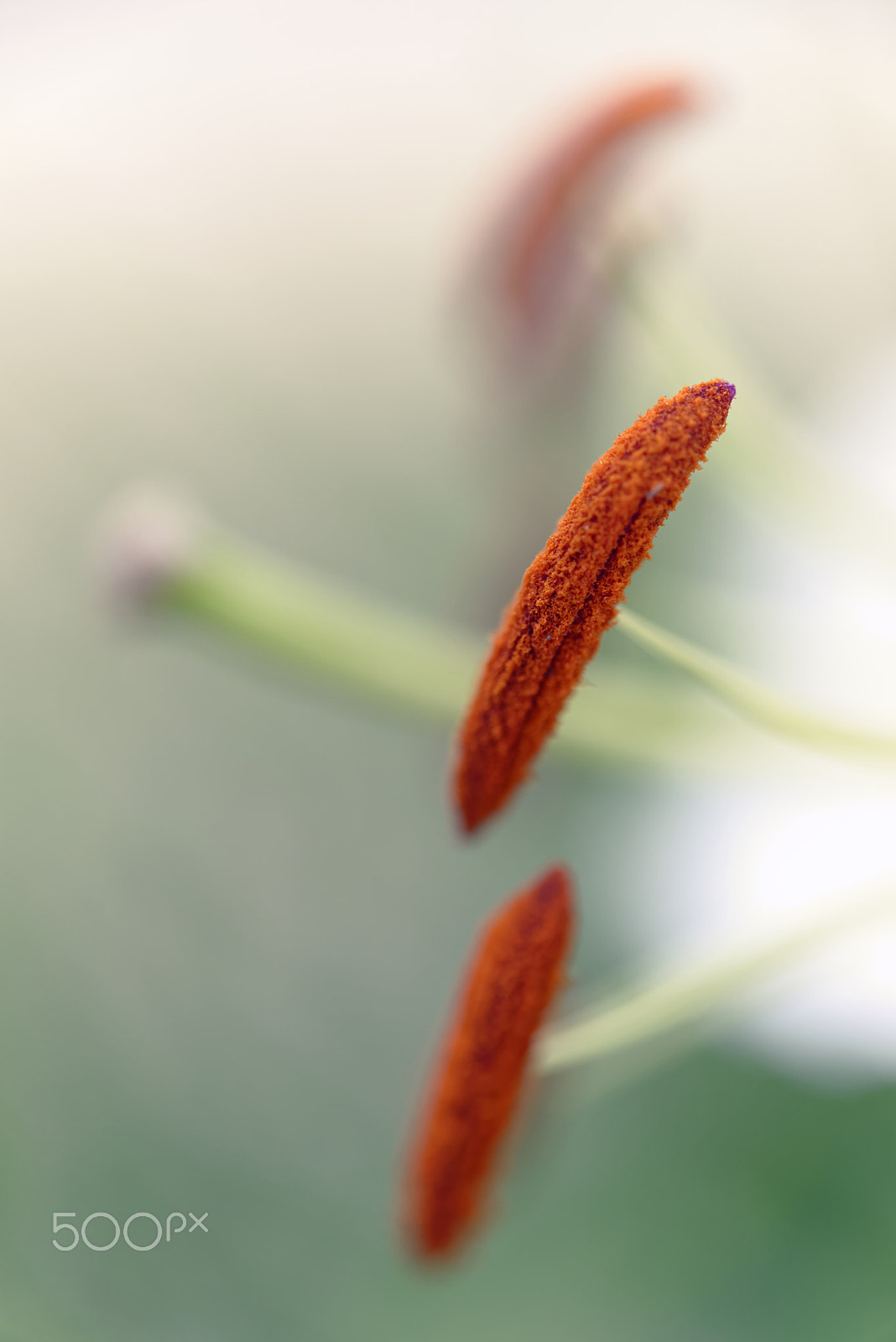 Nikon AF-S Micro-Nikkor 60mm F2.8G ED sample photo. White lily (closeup) photography
