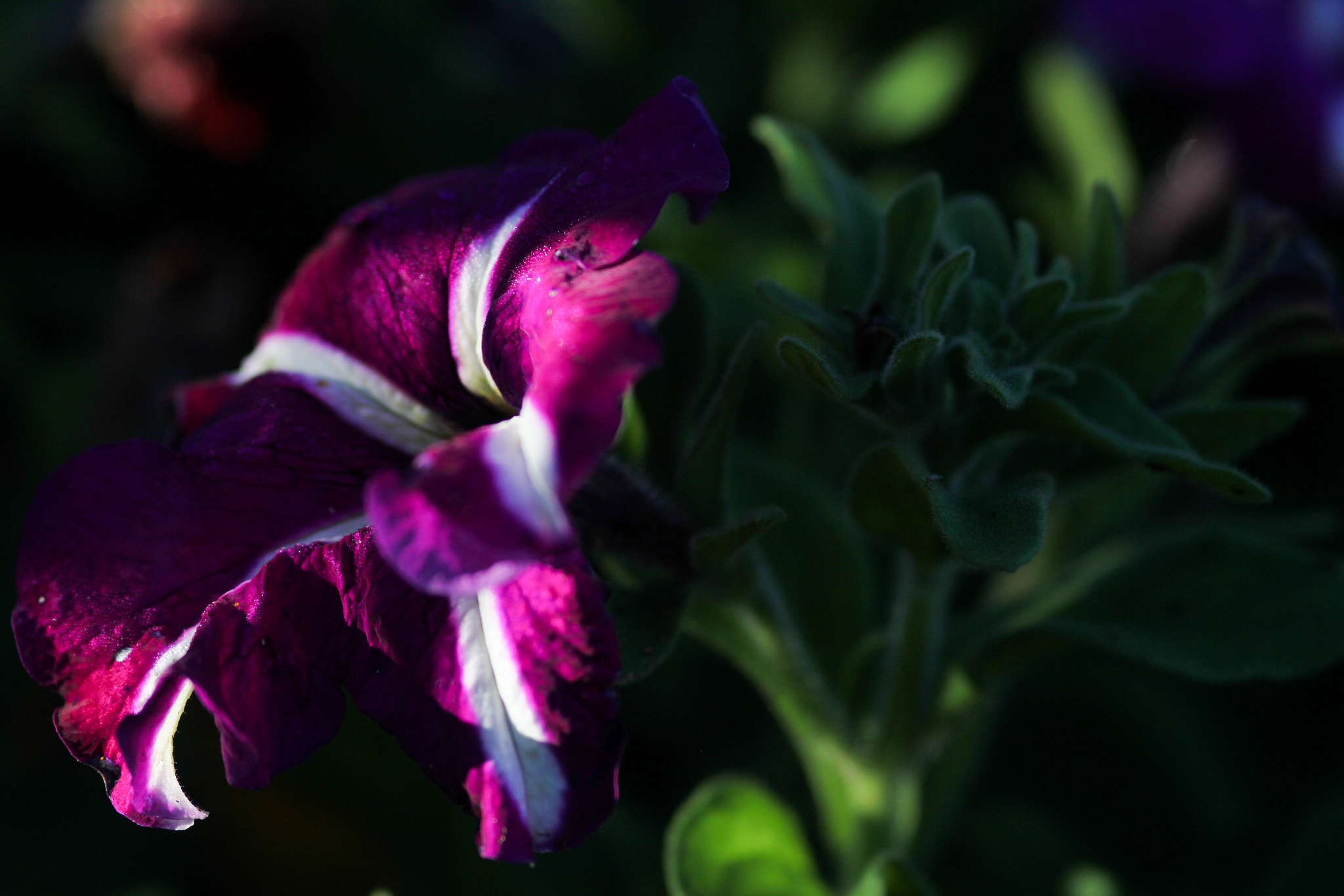 Canon EOS 60D + Sigma 105mm F2.8 EX DG Macro sample photo. A ray of light - un rayon de lumière photography