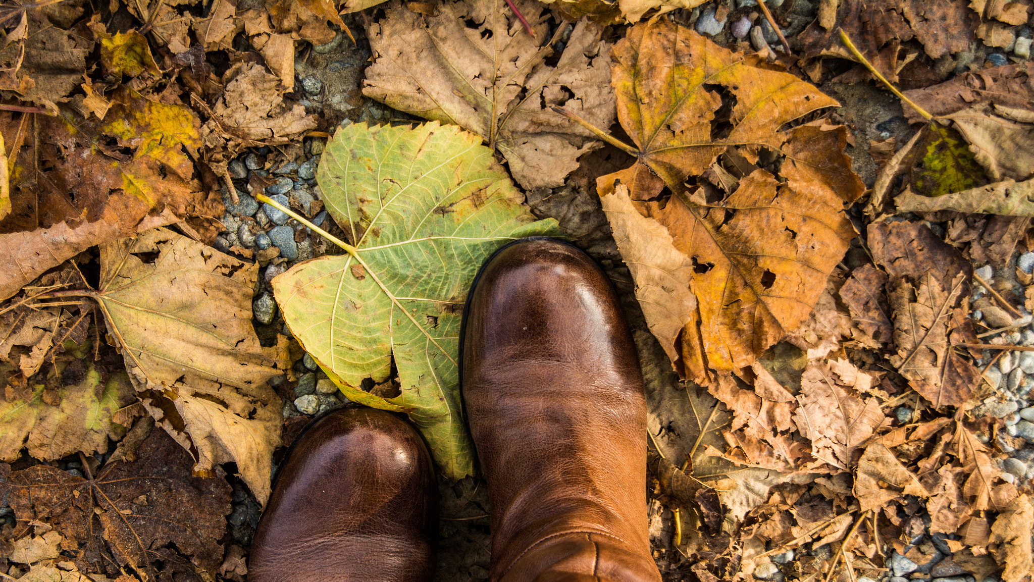 Nikon D7100 + Sigma 18-200mm F3.5-6.3 DC sample photo. Missing autumn photography