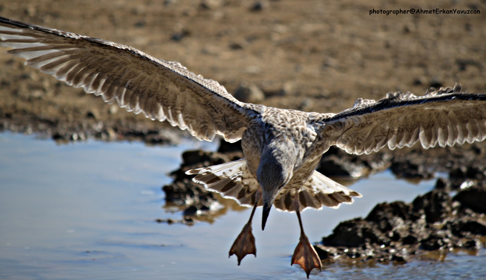 Canon EOS 500D (EOS Rebel T1i / EOS Kiss X3) sample photo. Seagull - break to drink water - some rest photography