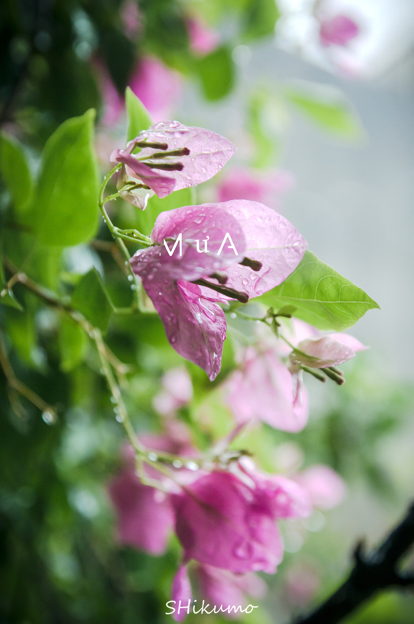 Nikon D300S sample photo. Paperflower photography