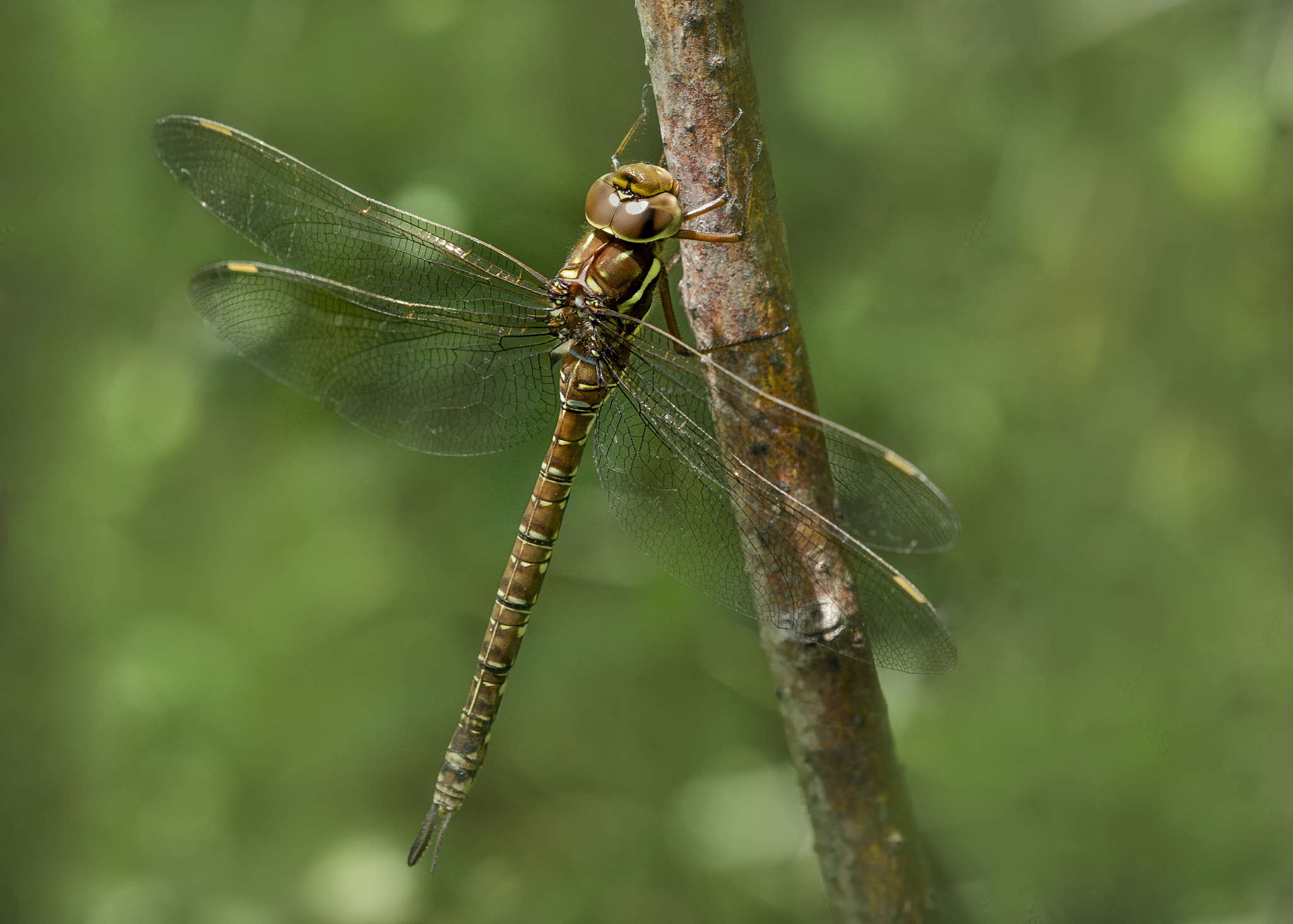 Nikon AF-S DX Micro-Nikkor 85mm F3.5G ED VR sample photo. Brown dragon photography