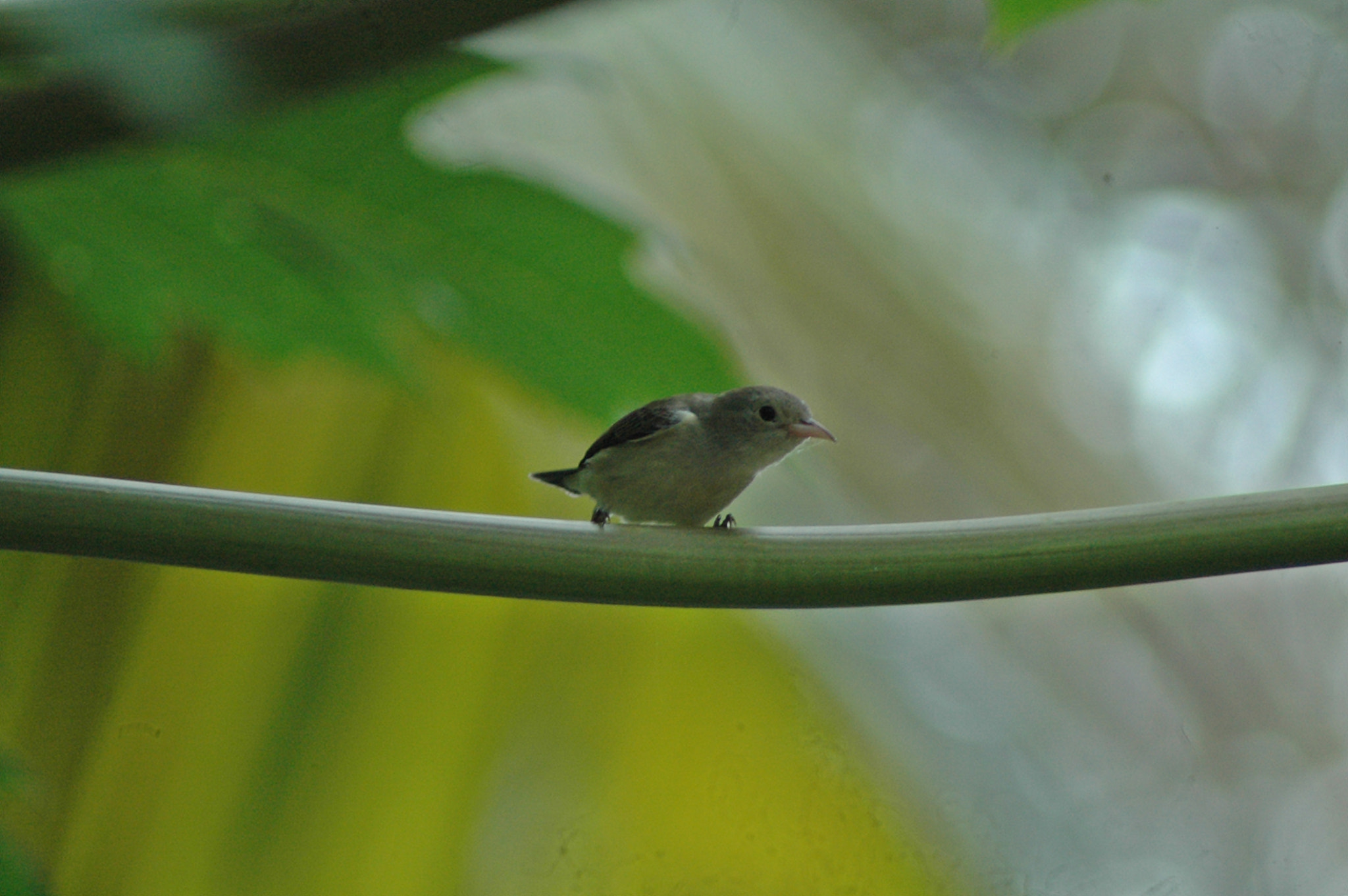 Nikon AF Nikkor 70-300mm F4-5.6G sample photo. Flower pecker photography