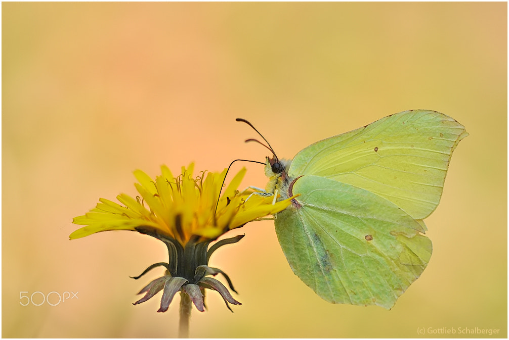 Nikon D90 + Sigma 150mm F2.8 EX DG Macro HSM sample photo. Gonepteryx rhamni photography