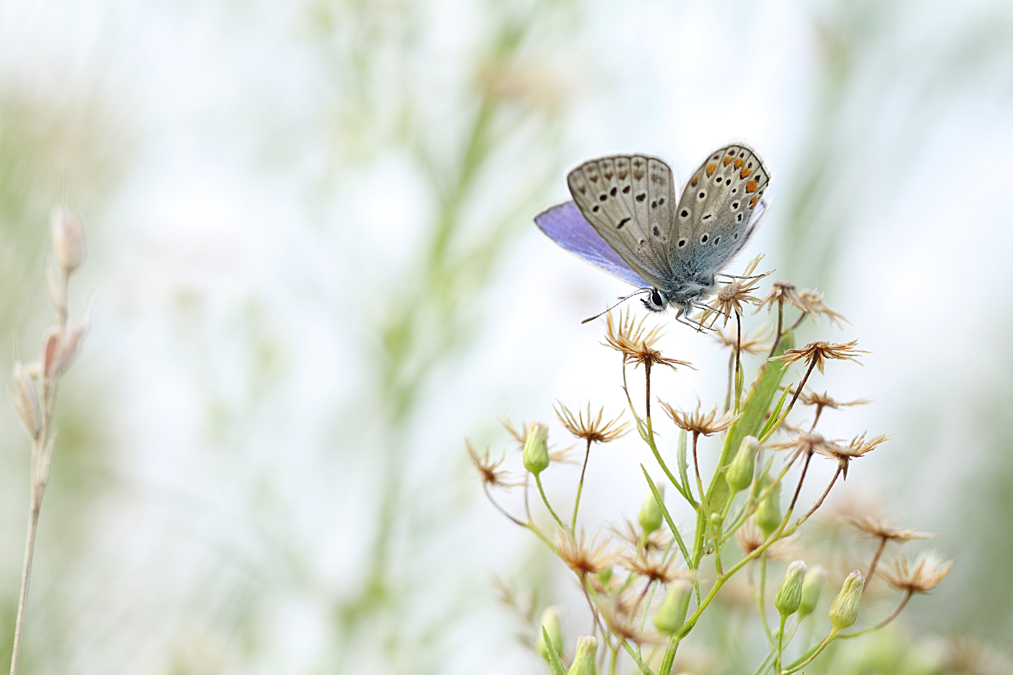 Canon EOS 50D + Canon EF 100mm F2.8L Macro IS USM sample photo. Happy days photography