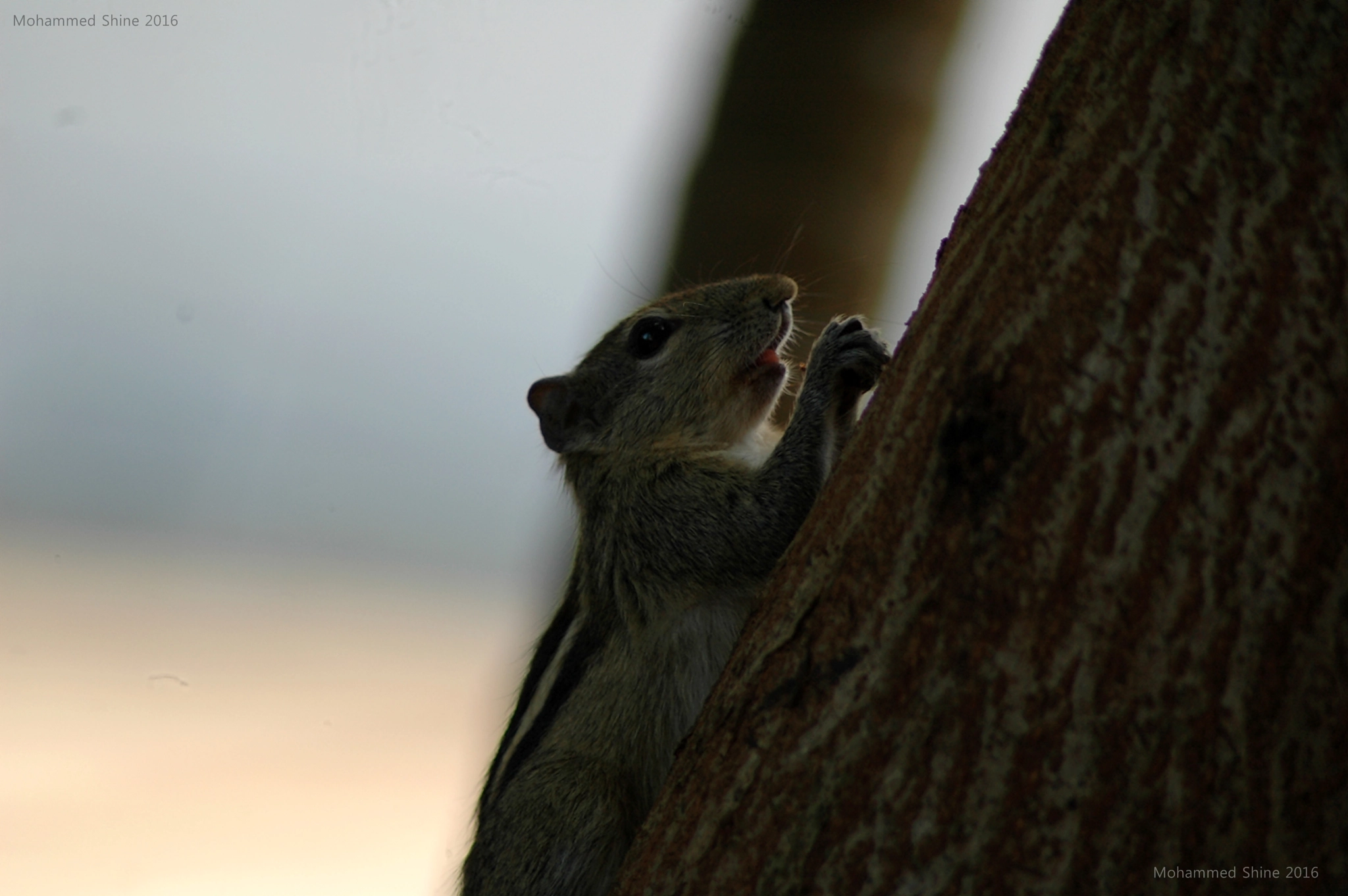 Nikon AF Nikkor 70-300mm F4-5.6G sample photo. Praying squirrel photography
