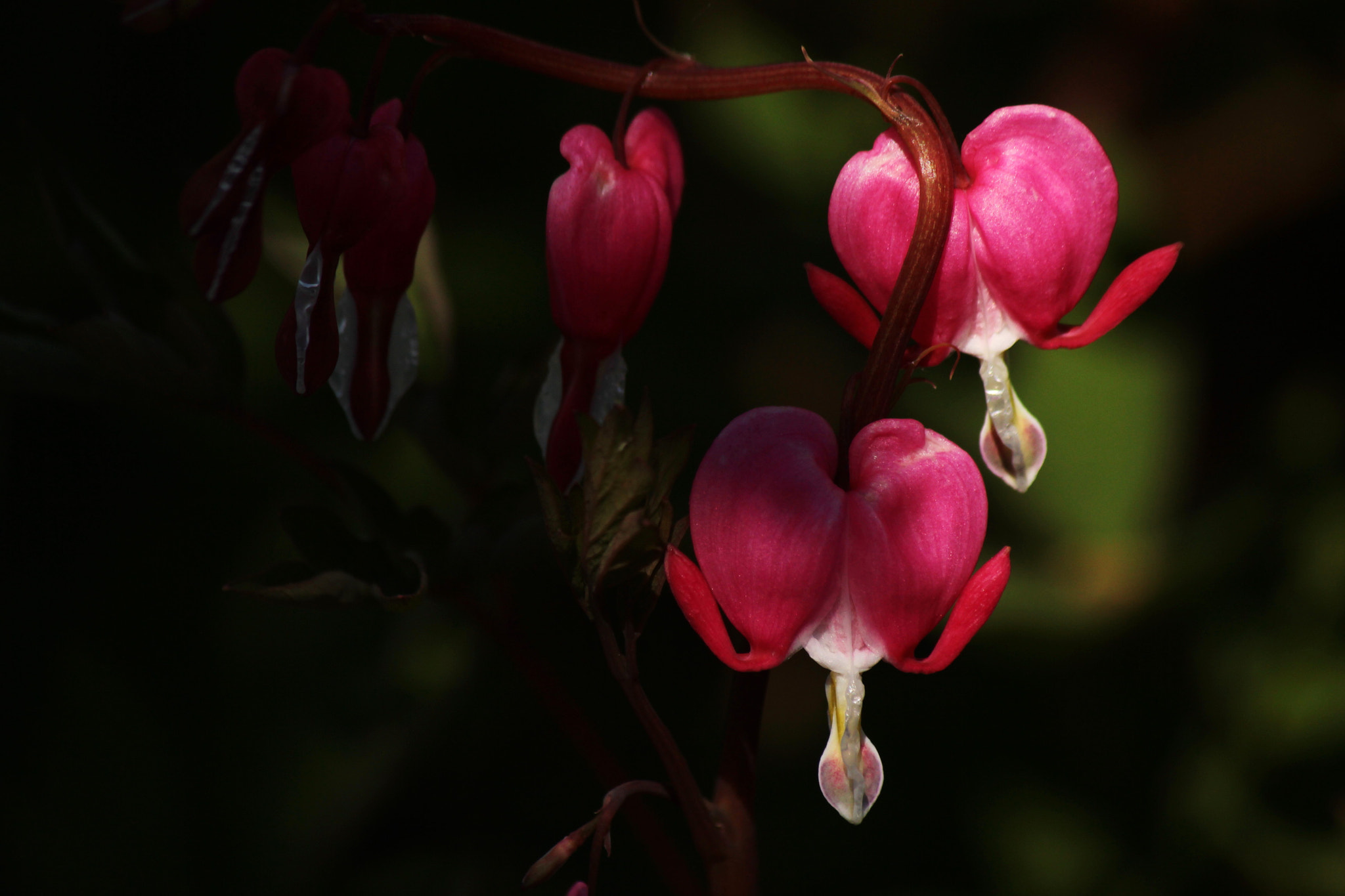 Canon EF-S 55-250mm F4-5.6 IS II sample photo. Garden's heart photography