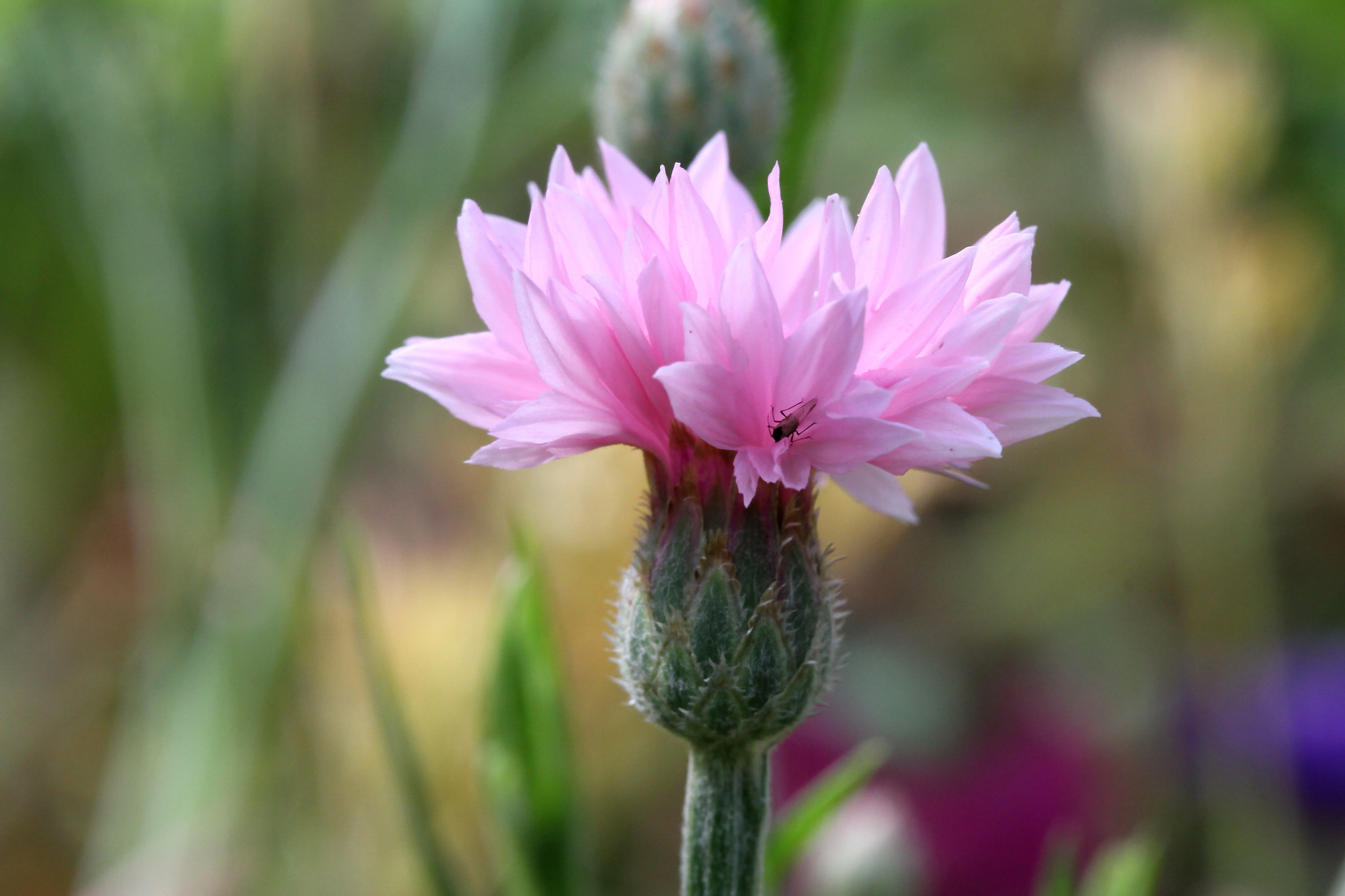 Canon EF 100mm F2.8L Macro IS USM sample photo. Flower bunch.... photography