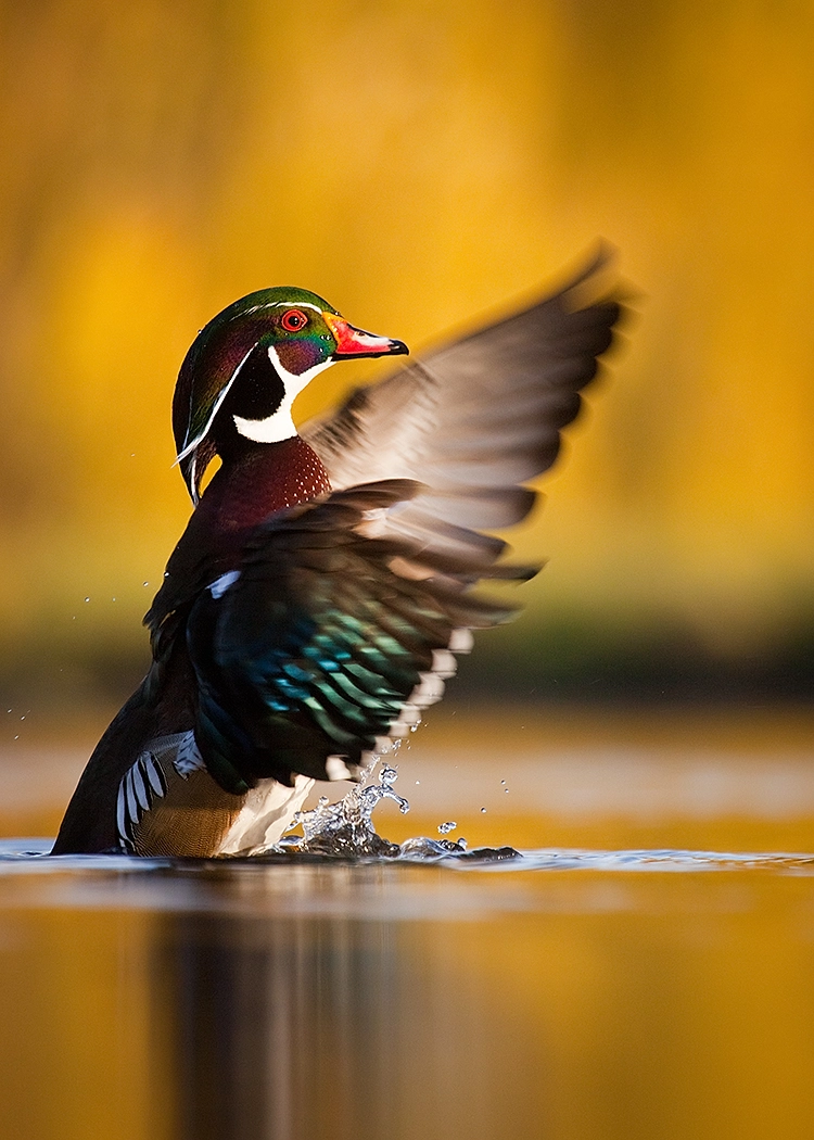 Canon EF 100-400mm F4.5-5.6L IS USM sample photo. Carolin duck photography
