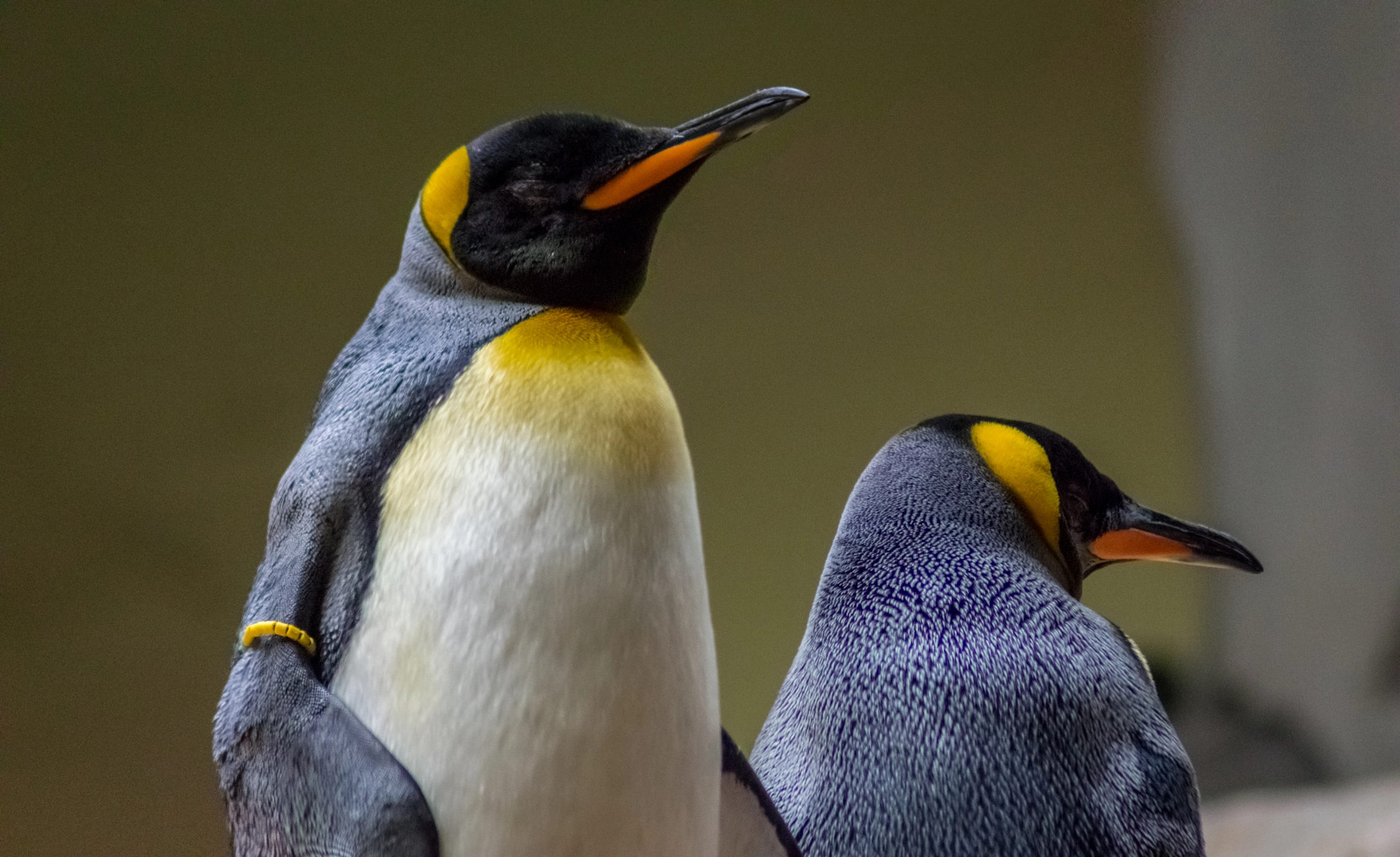 Canon EOS 650D (EOS Rebel T4i / EOS Kiss X6i) sample photo. Penguins photography