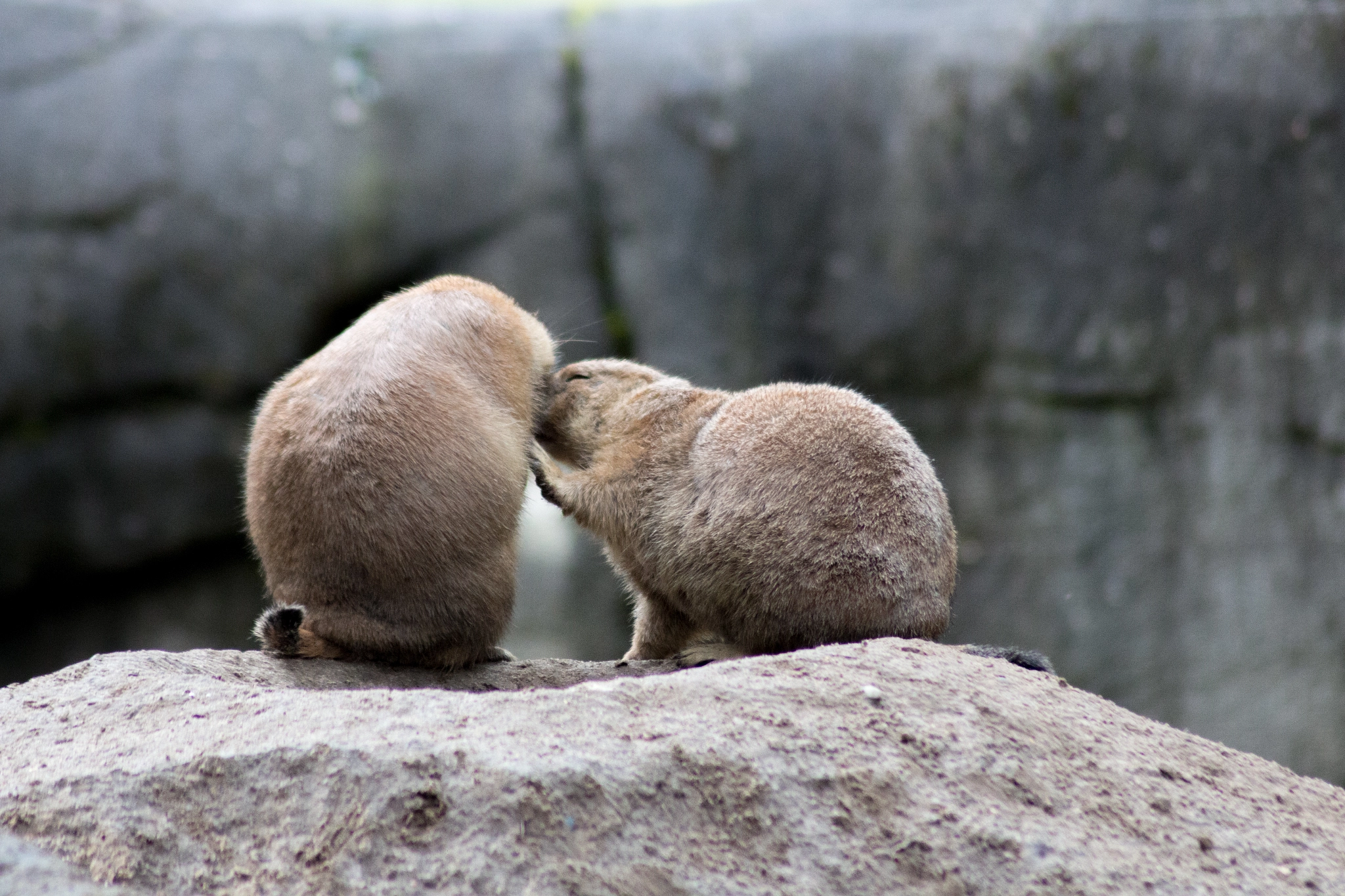 Canon EOS 650D (EOS Rebel T4i / EOS Kiss X6i) sample photo. Animal affection photography