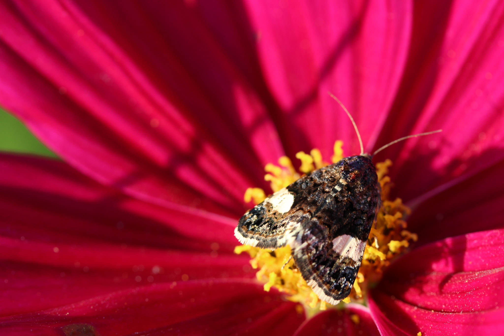 Canon EF-S 60mm F2.8 Macro USM sample photo. Little moth photography