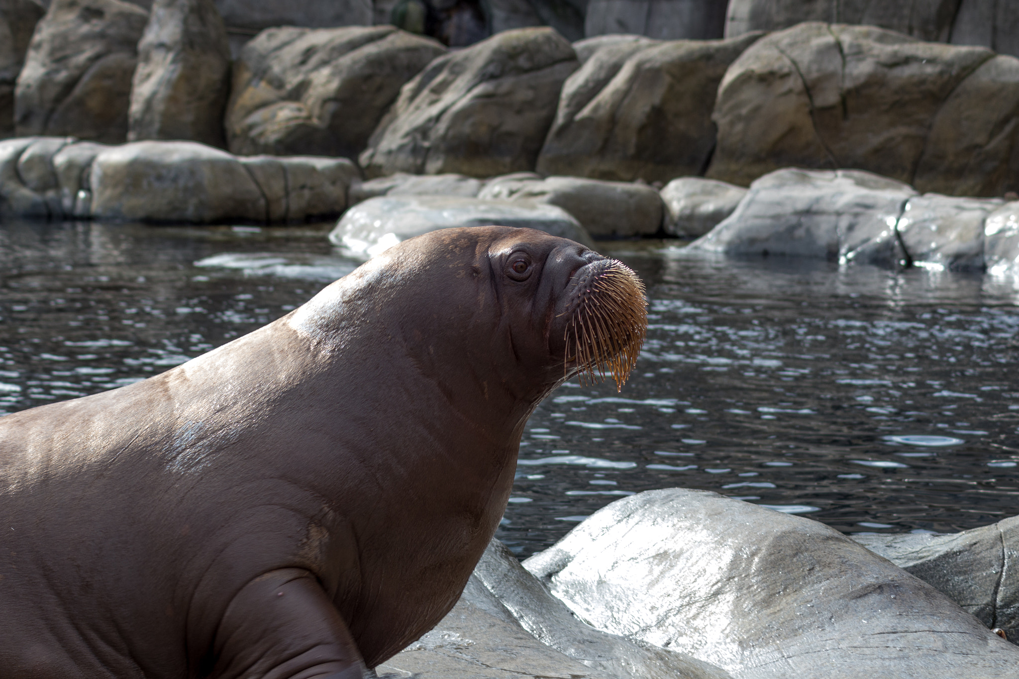 Canon EOS 650D (EOS Rebel T4i / EOS Kiss X6i) sample photo. I sea a lion / sealion photography