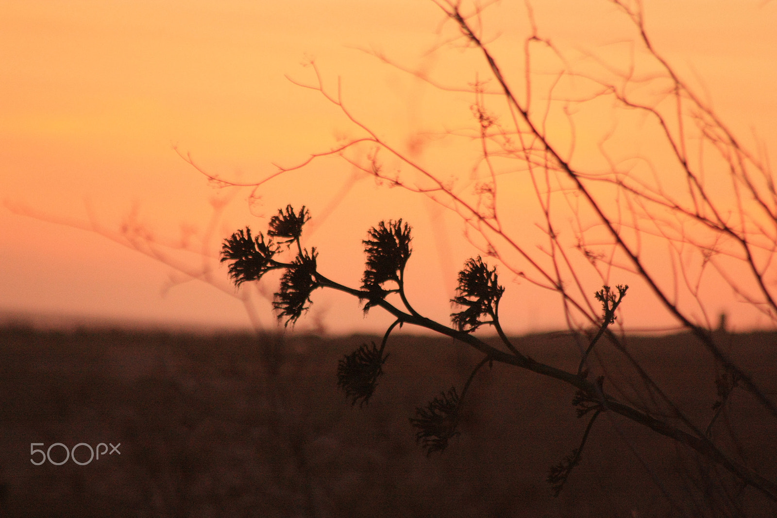 Canon EOS 450D (EOS Rebel XSi / EOS Kiss X2) sample photo. Agave sunset photography