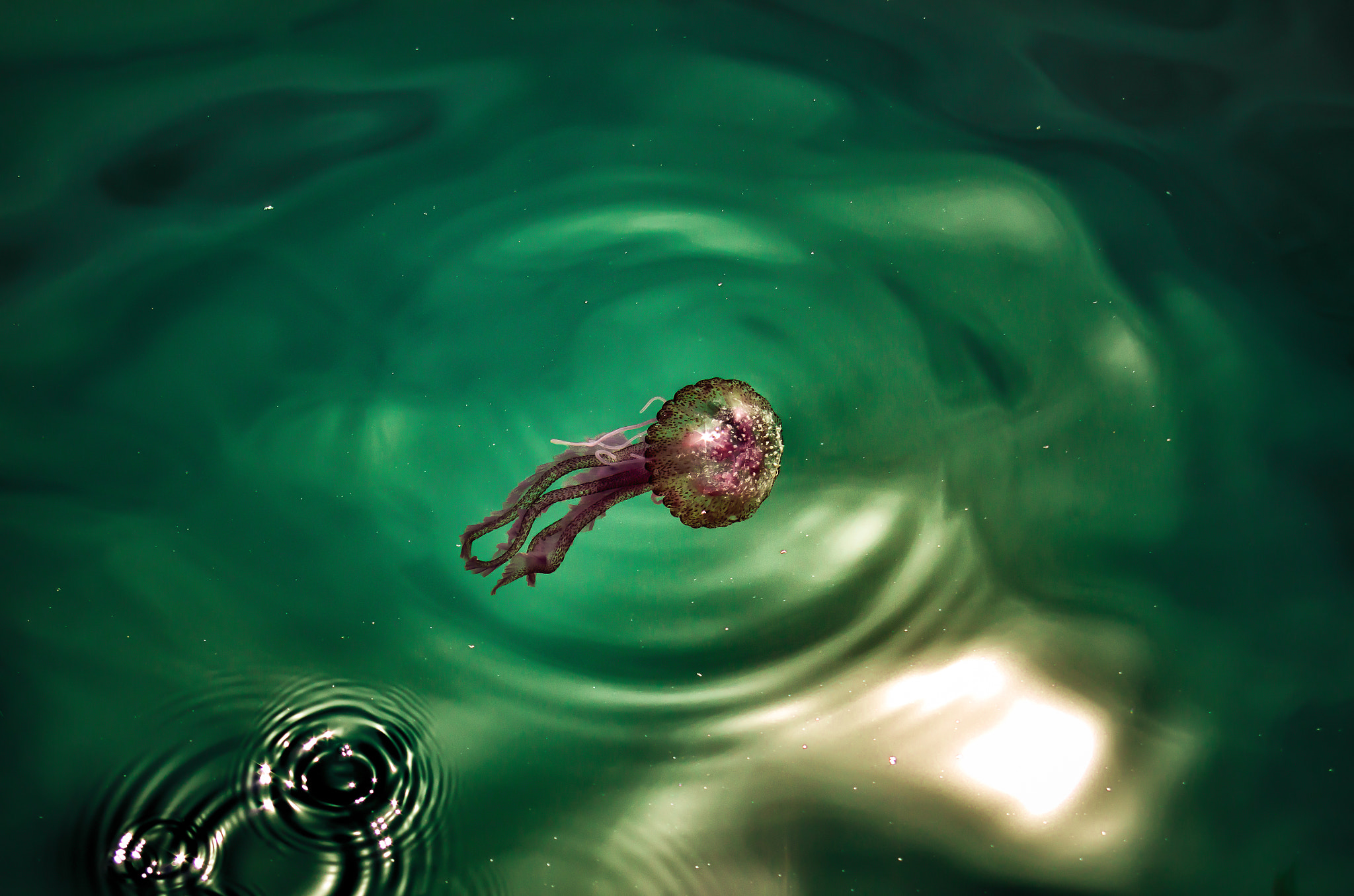 smc PENTAX-F 35-70mm F3.5-4.5 sample photo. Cnidaria photography