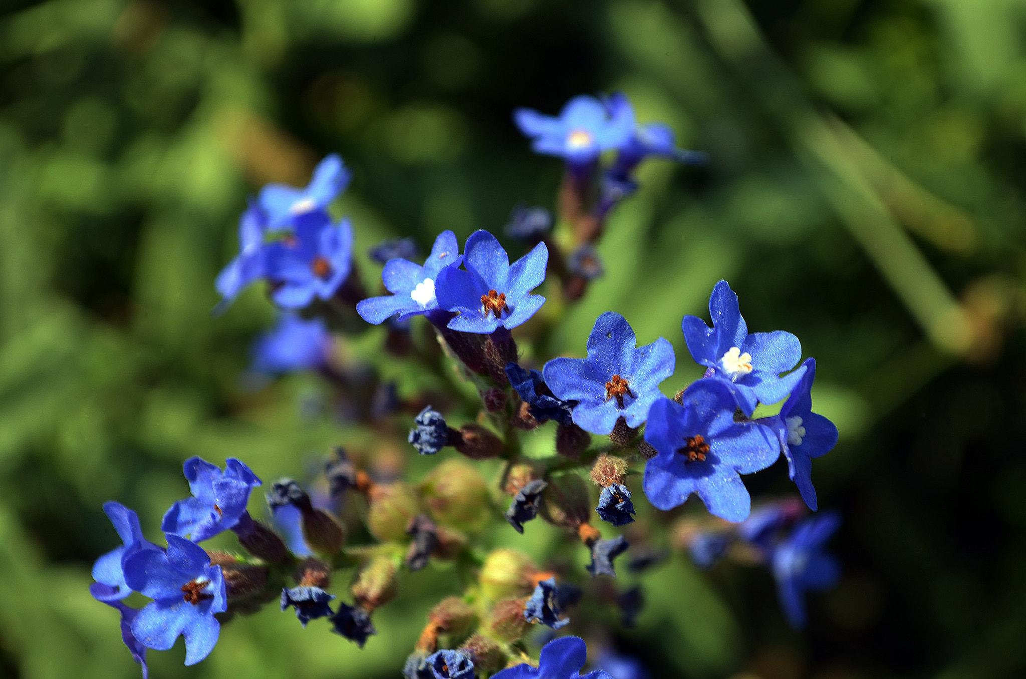 Nikon D5100 + Nikon AF Nikkor 50mm F1.4D sample photo. Flower photography