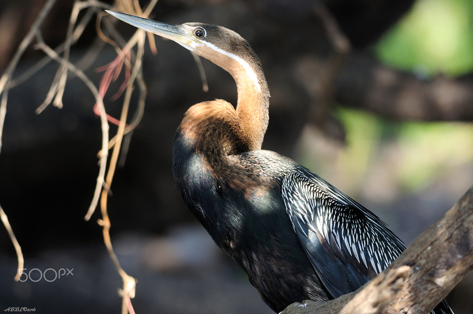 Nikon D90 + Nikon AF-S Nikkor 300mm F4D ED-IF sample photo. African darter on the banks of chobe river photography