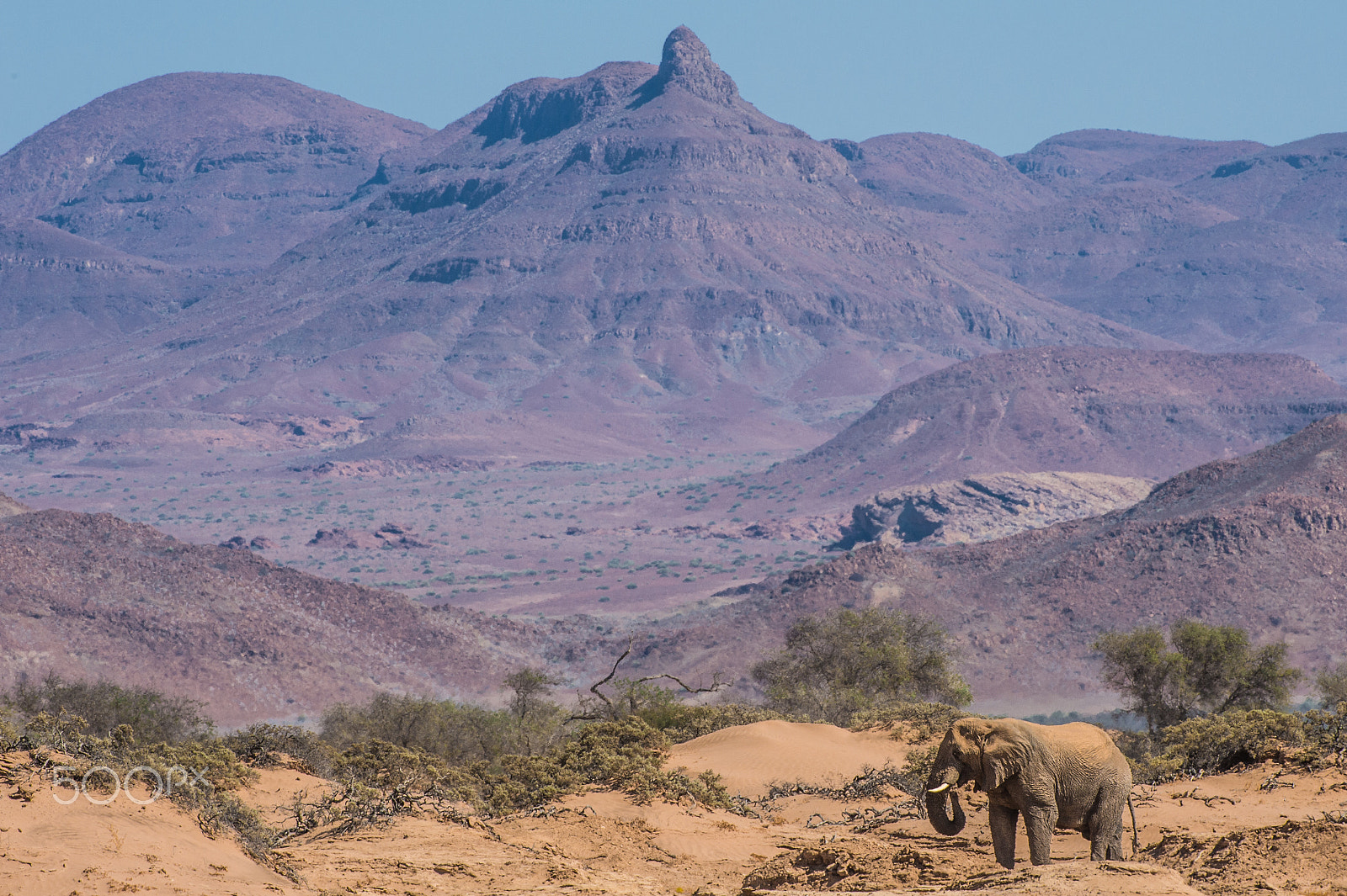 Nikon AF-S Nikkor 200-400mm F4G ED-IF VR sample photo. Desert elephant on huab floodplains photography