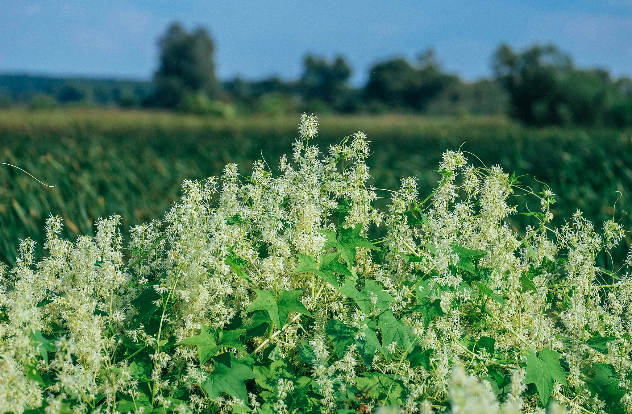 Fujifilm X-A1 + Fujifilm XC 50-230mm F4.5-6.7 OIS sample photo. Dojlidy photography
