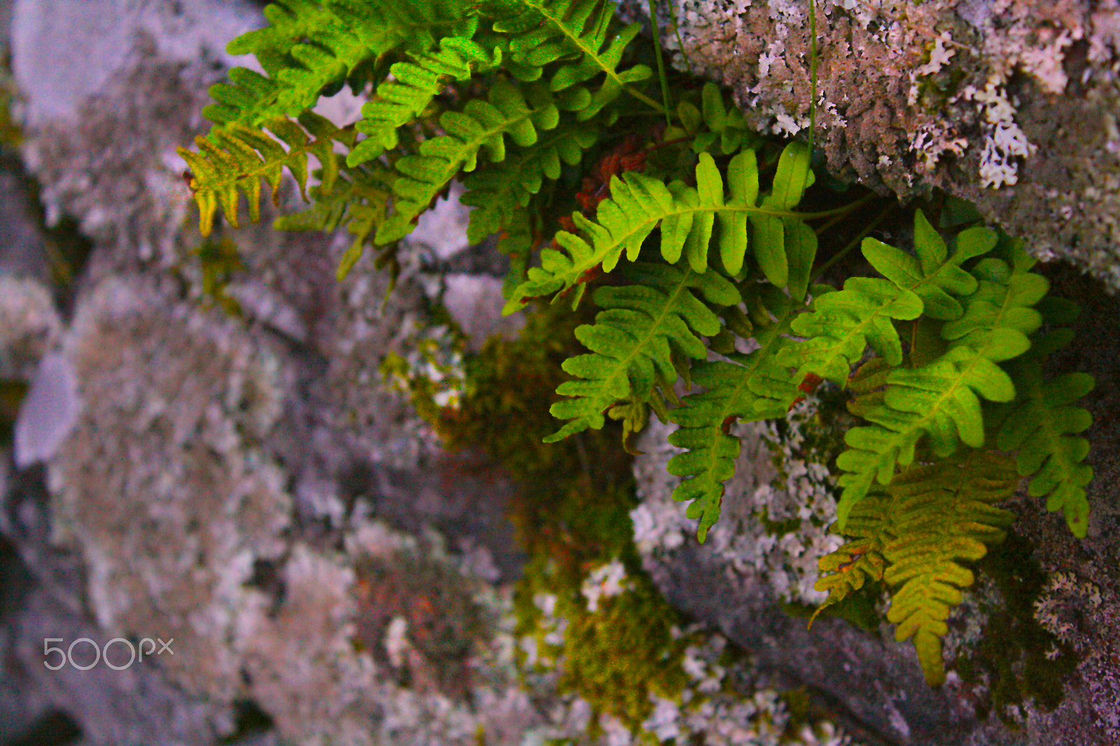Canon EOS 400D (EOS Digital Rebel XTi / EOS Kiss Digital X) sample photo. Leaves and moss hdr photography