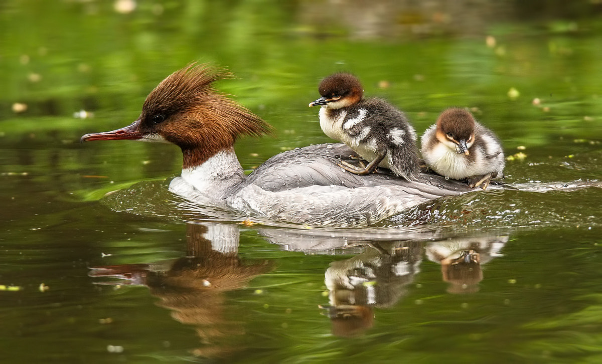 Tamron SP 150-600mm F5-6.3 Di VC USD sample photo. ***weiblicher gänsesäger mit küken von 05/2016*** photography