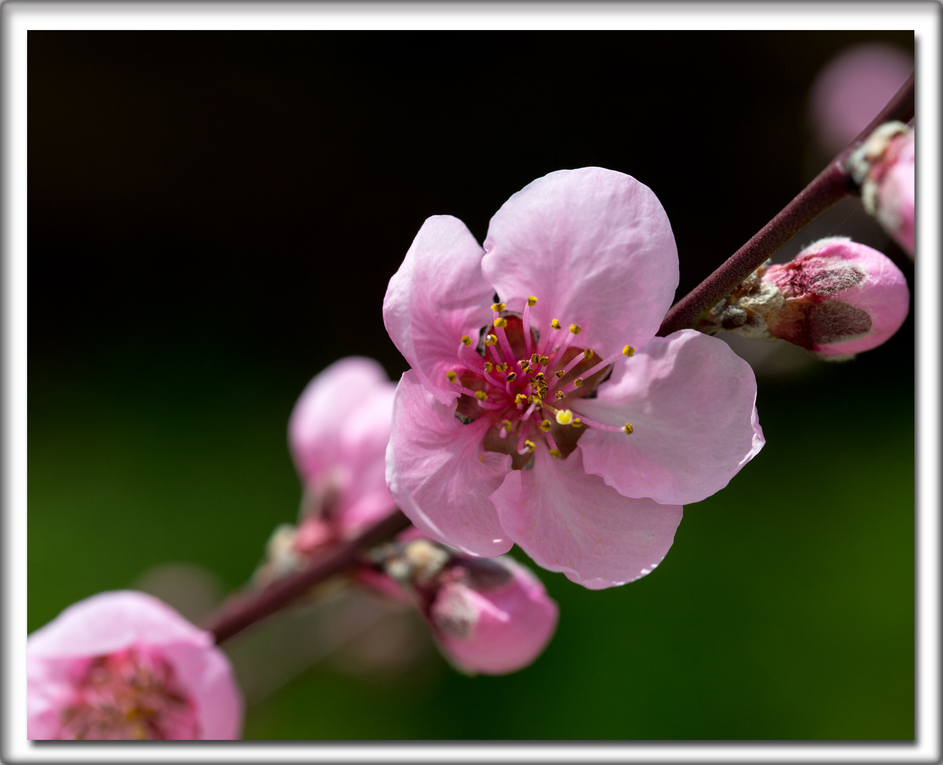 Sigma 105mm F2.8 EX DG OS HSM sample photo. Frühling photography