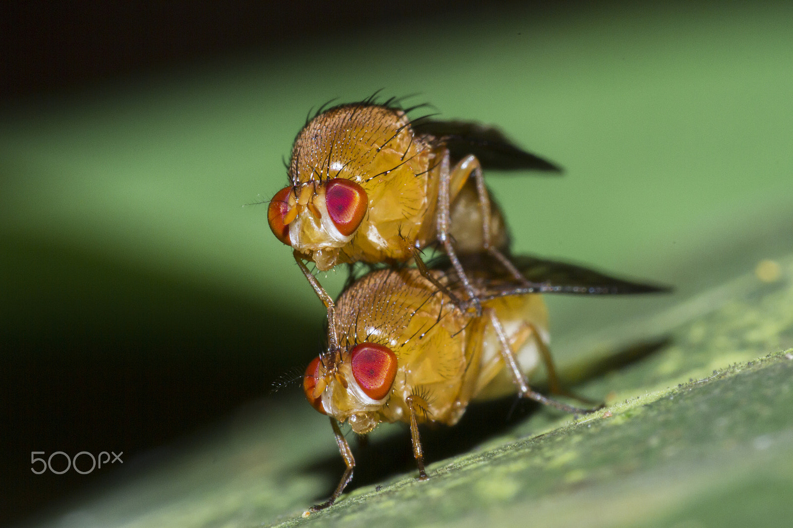 Canon EF 180mm F3.5L Macro USM sample photo. Flies photography