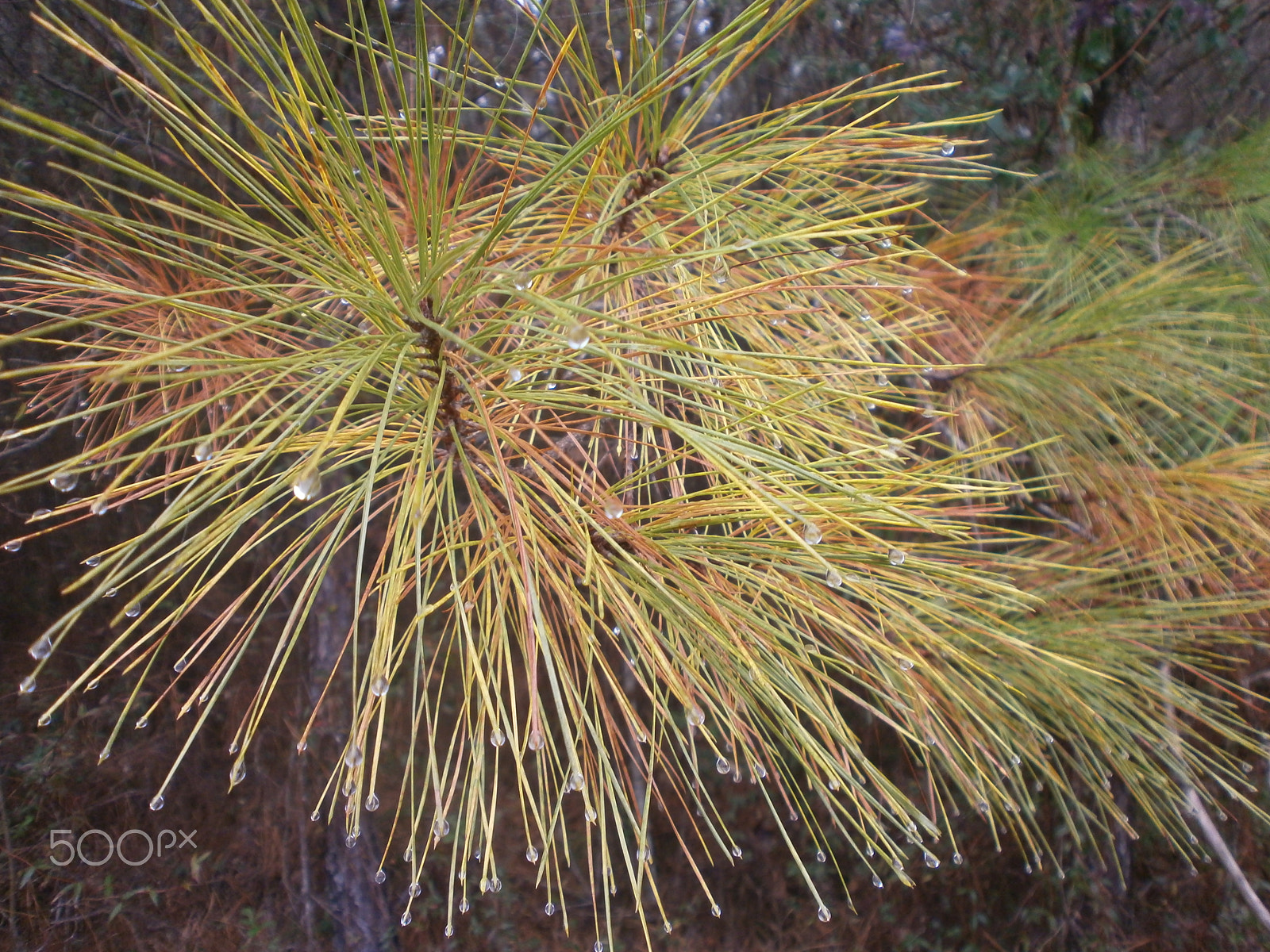 Olympus VG110,D700 sample photo. Natures fireworks photography