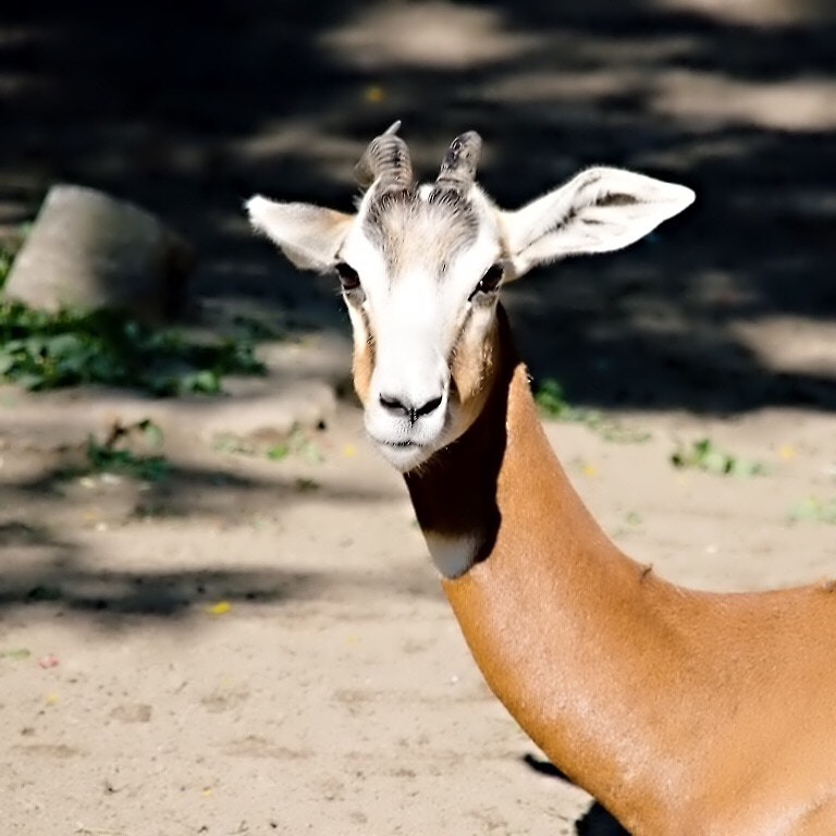 Sigma 18-200mm f/3.5-6.3 DC OS sample photo. Look in to my eyes photography