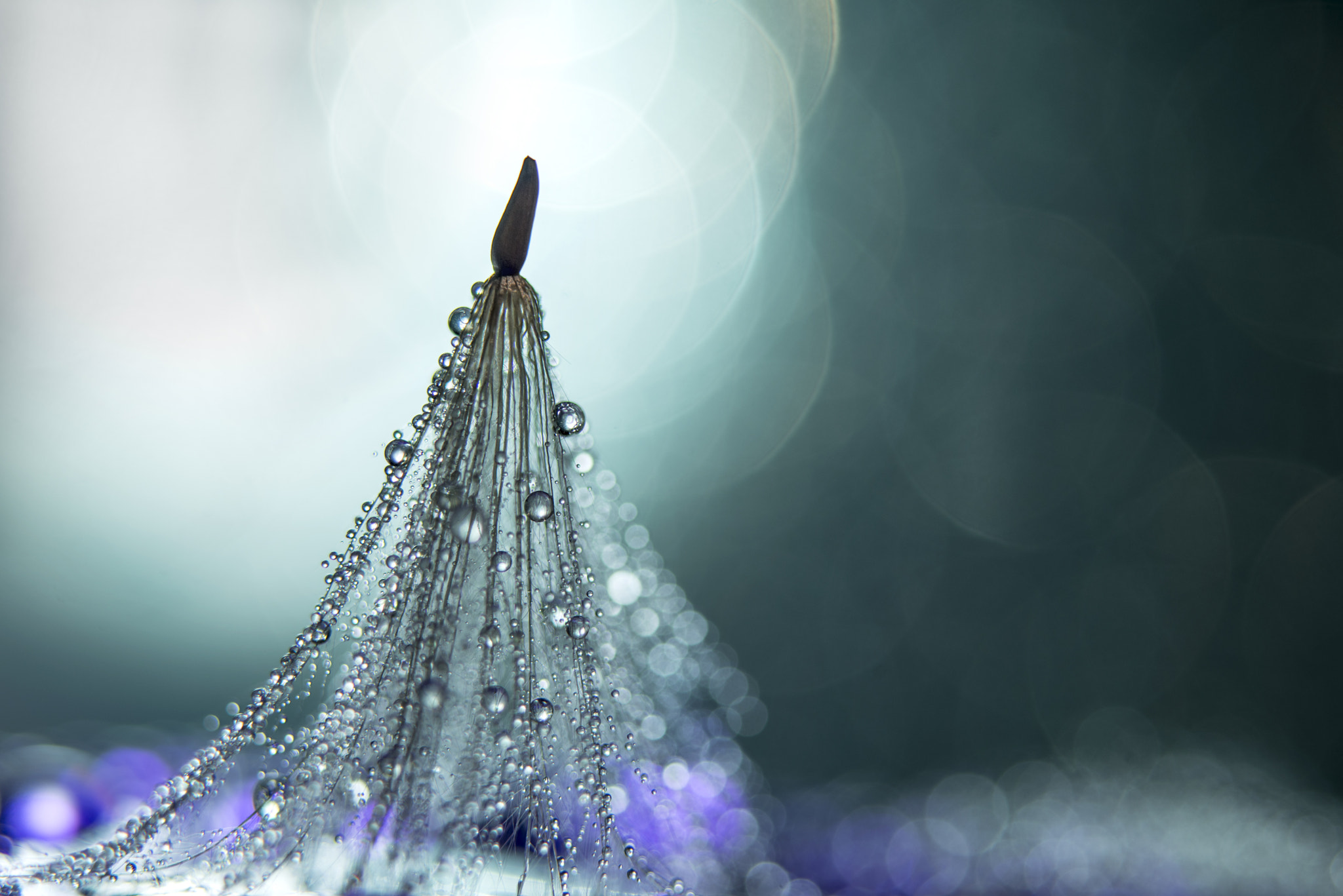 Nikon AF-S Micro-Nikkor 60mm F2.8G ED sample photo. A dress of drops photography
