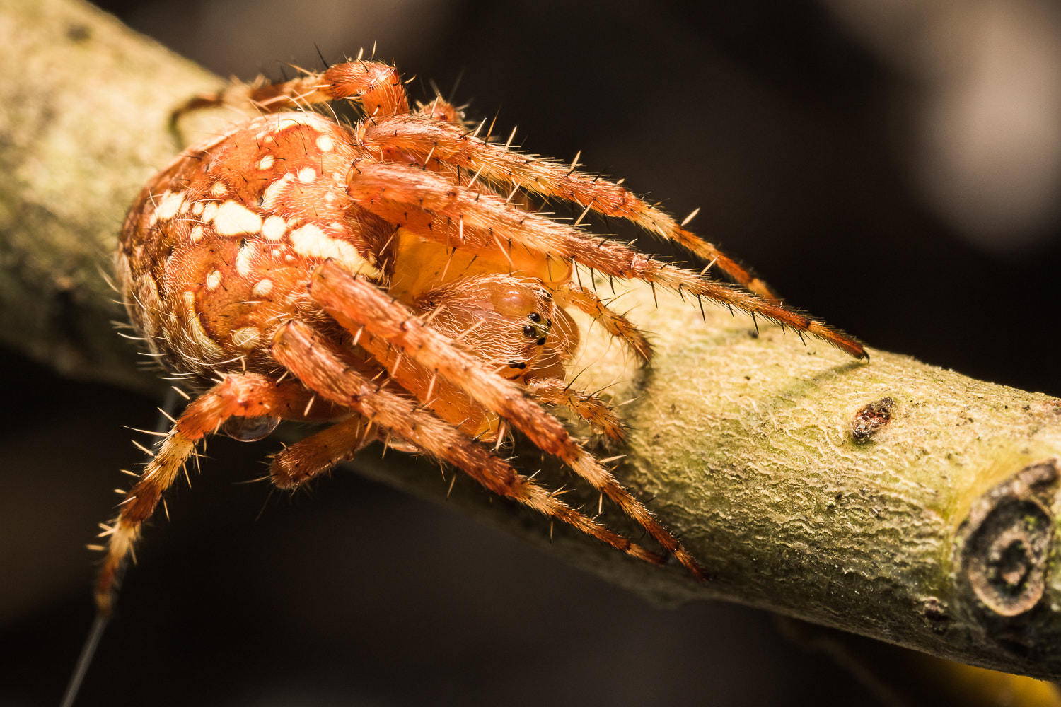 Canon MP-E 65mm F2.5 1-5x Macro Photo sample photo. Hunting lady photography